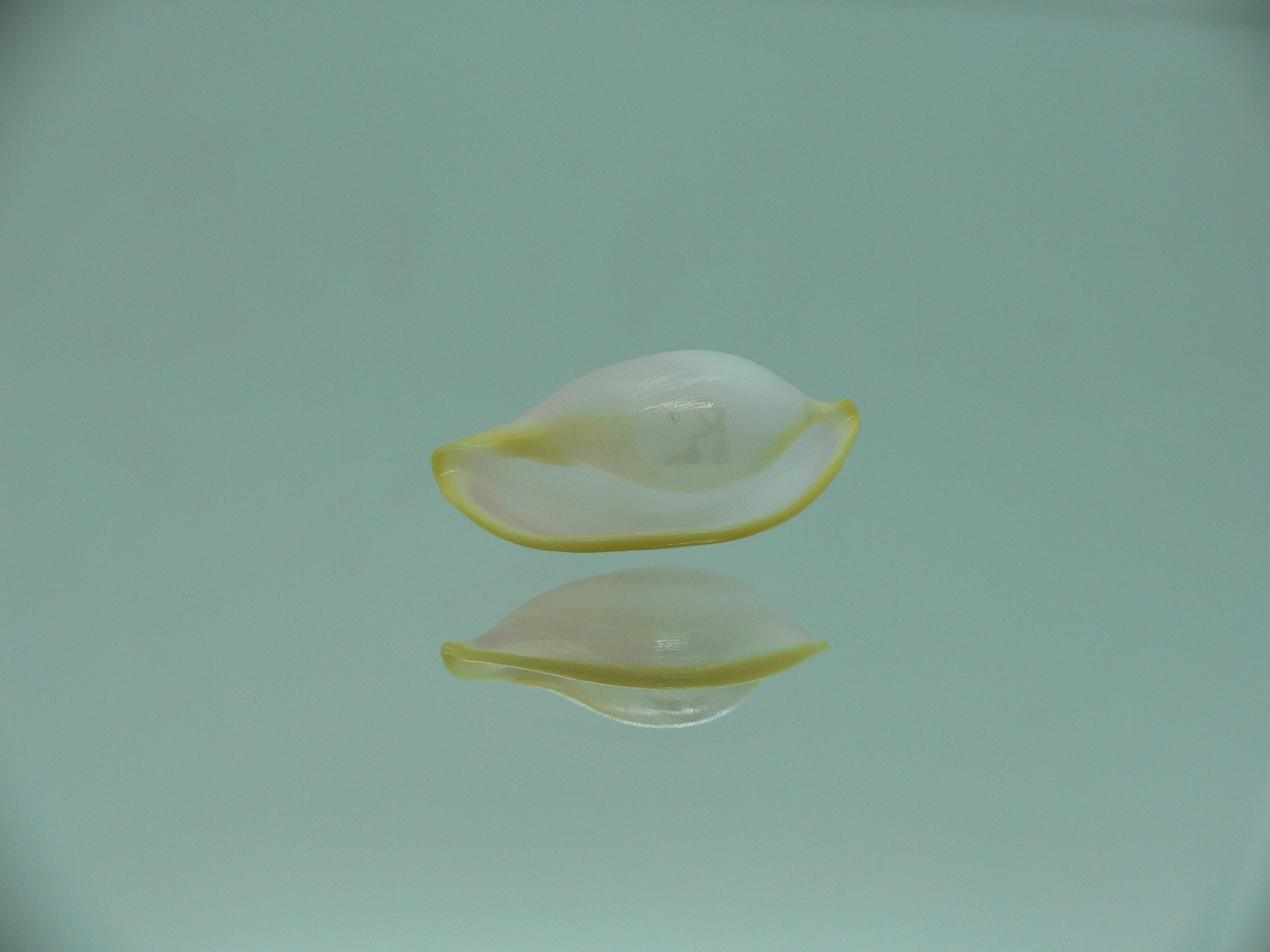 Contrasimnia xanthochila 4