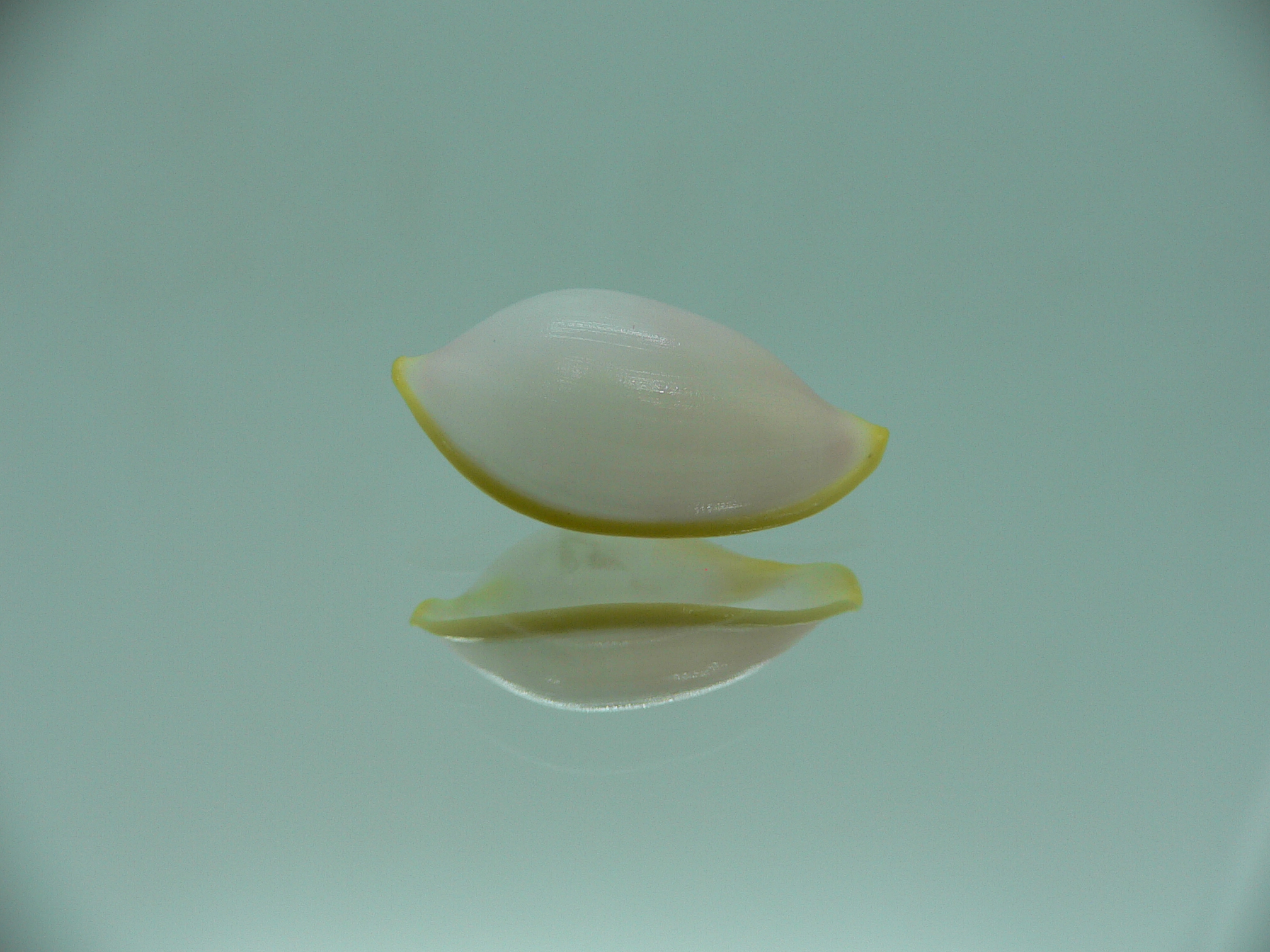 Contrasimnia xanthochila 4