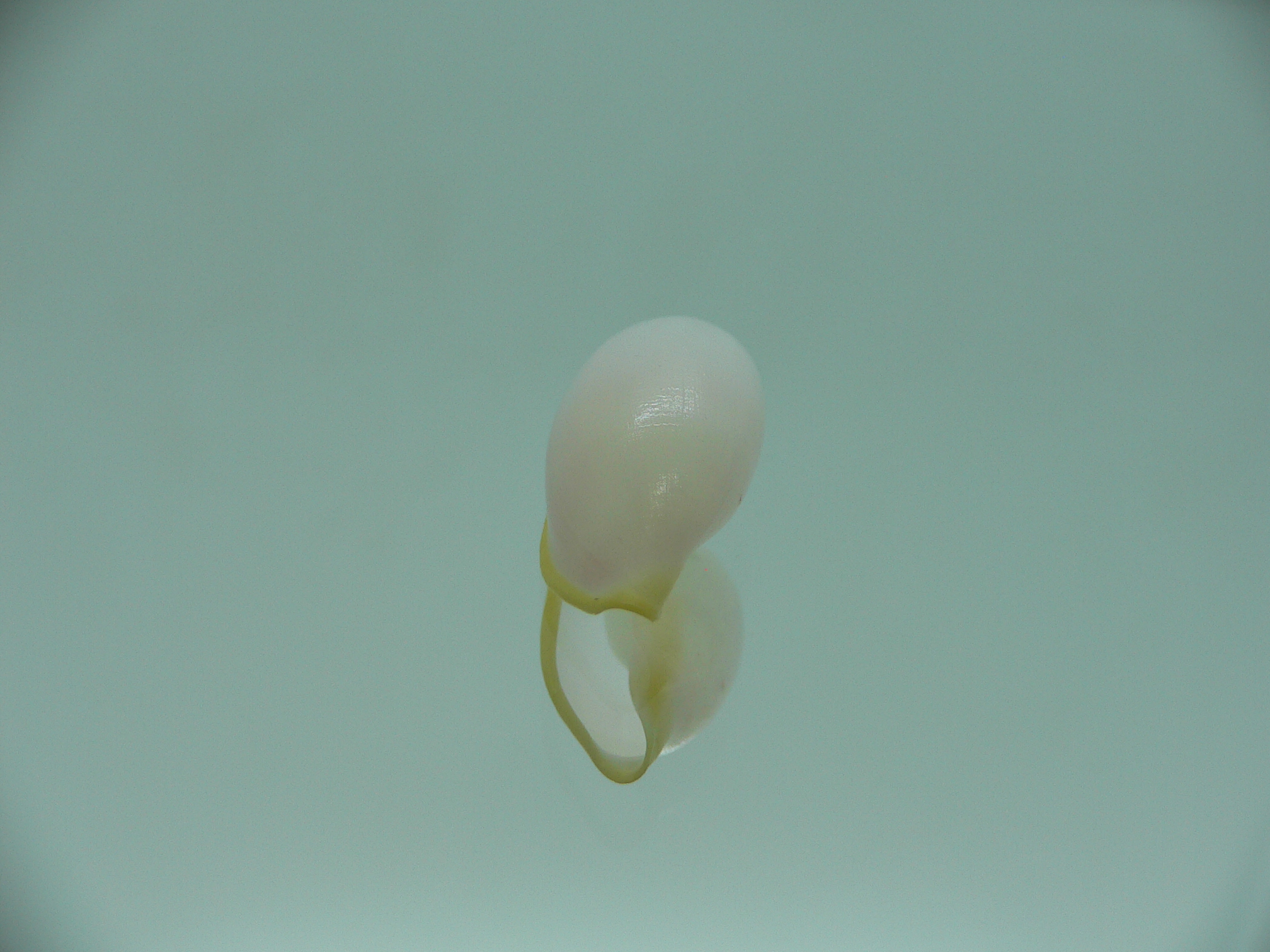 Contrasimnia xanthochila 4