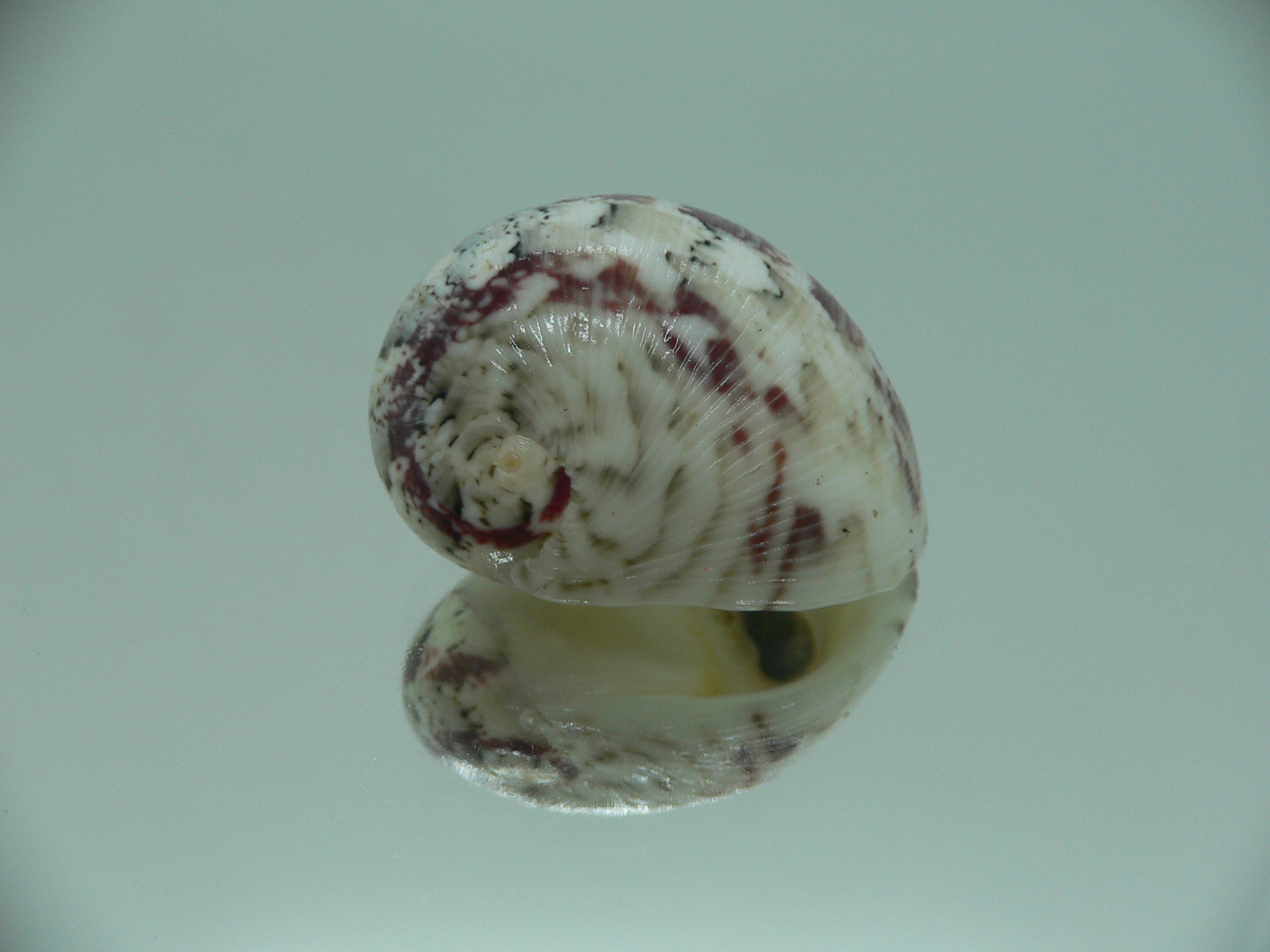 Nerita polita polita BIG GRAY & VIOLET