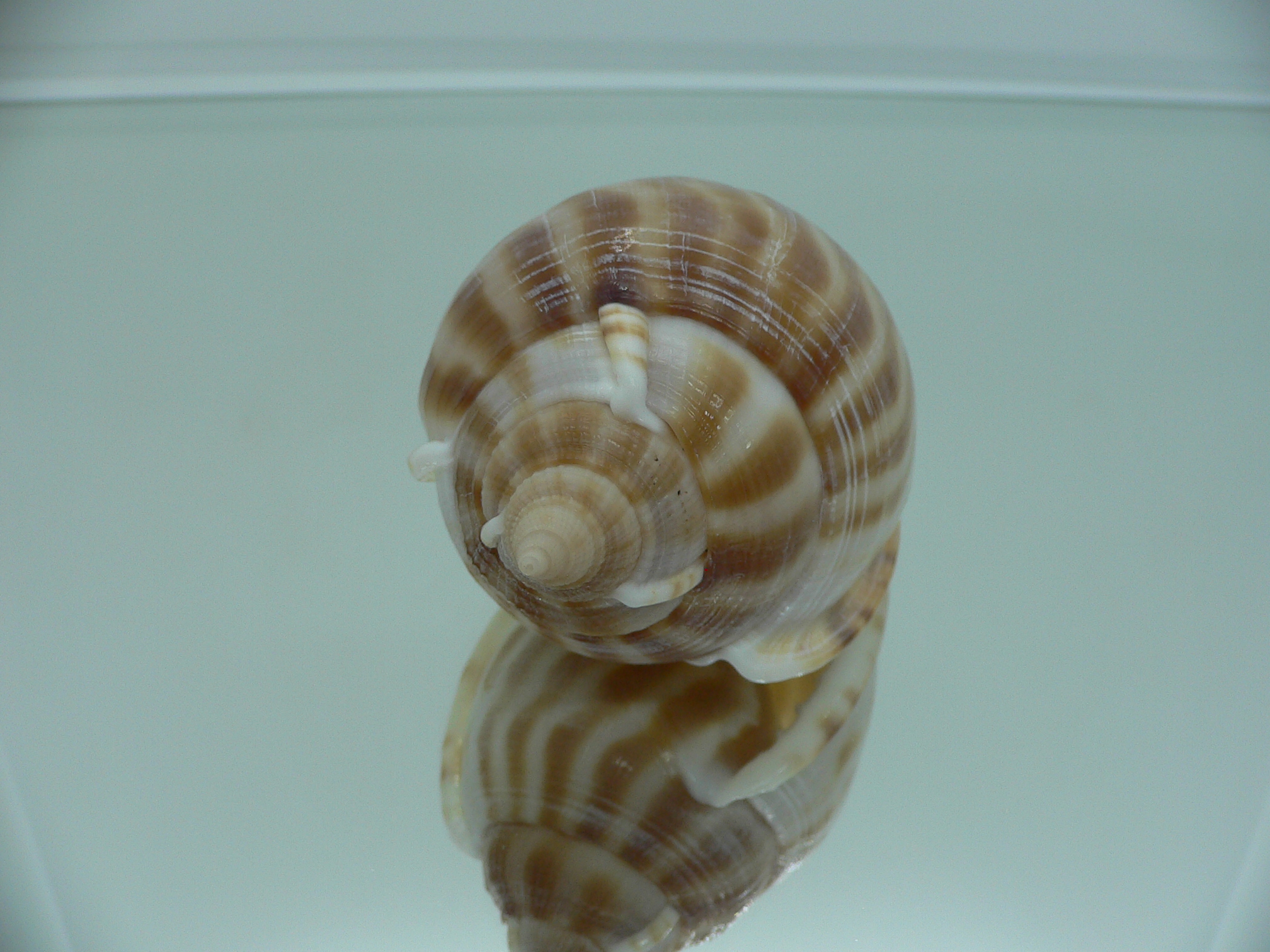 Phalium muangmani  STRIPES