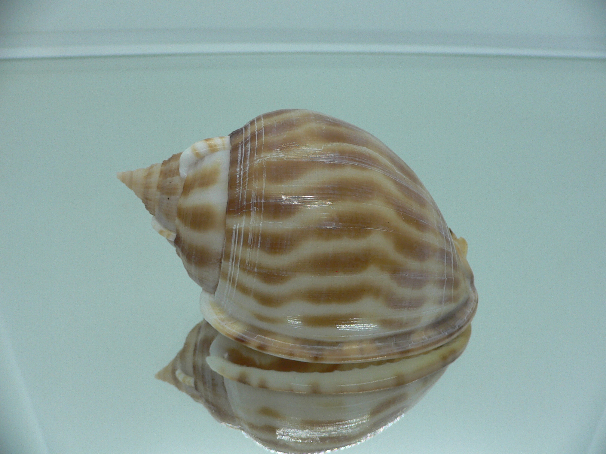 Phalium muangmani  STRIPES