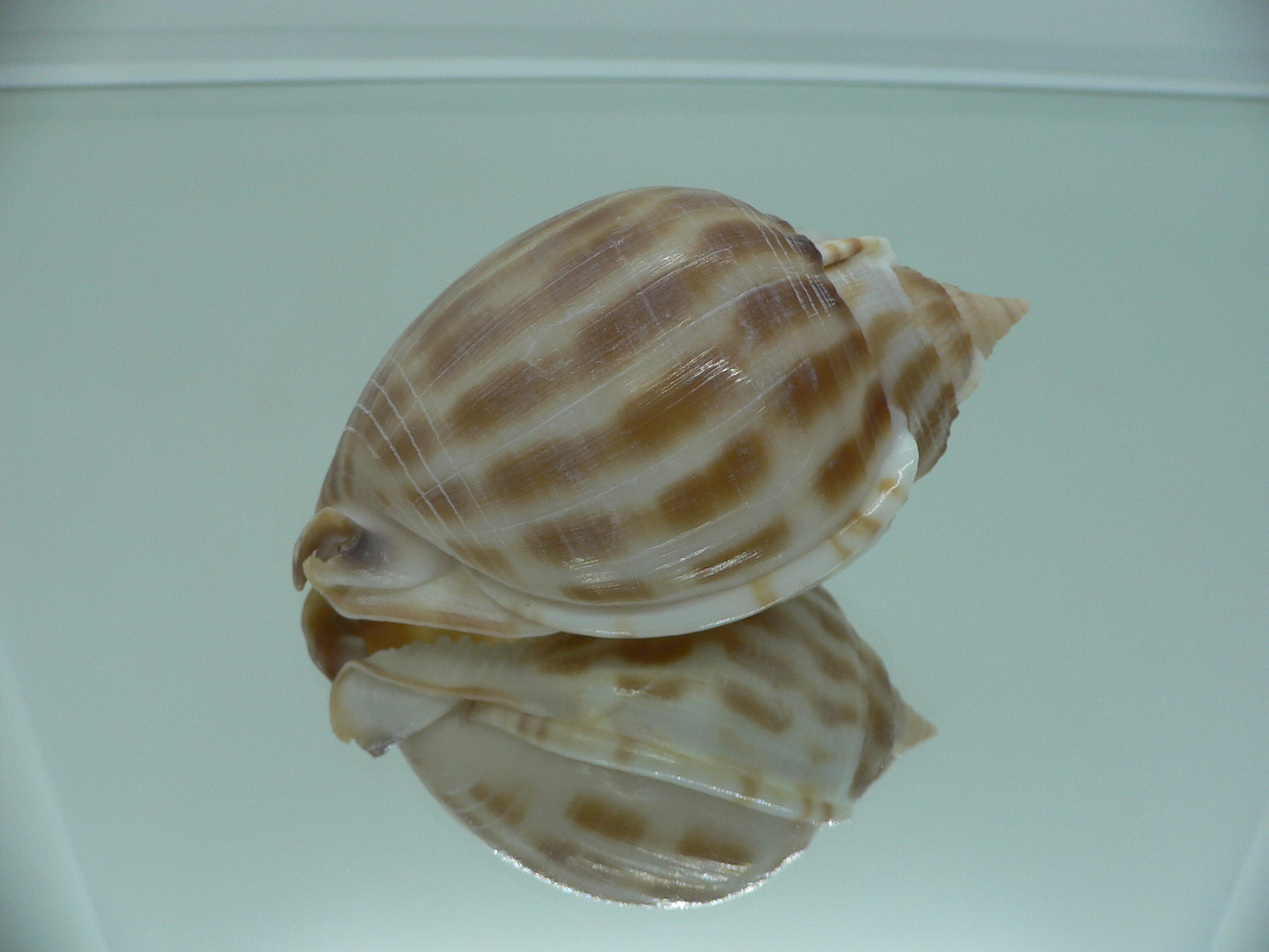 Phalium muangmani  STRIPES