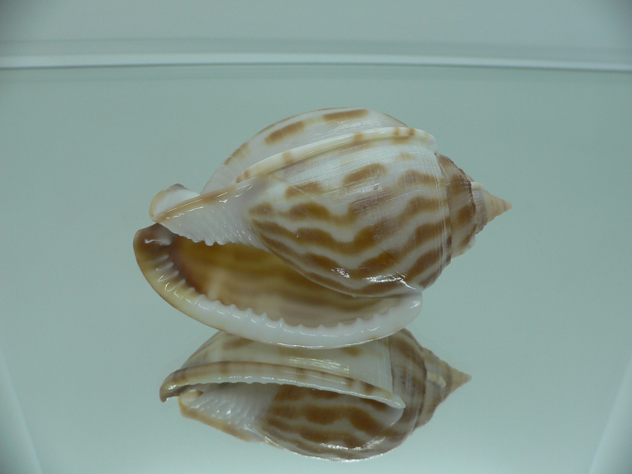 Phalium muangmani  STRIPES