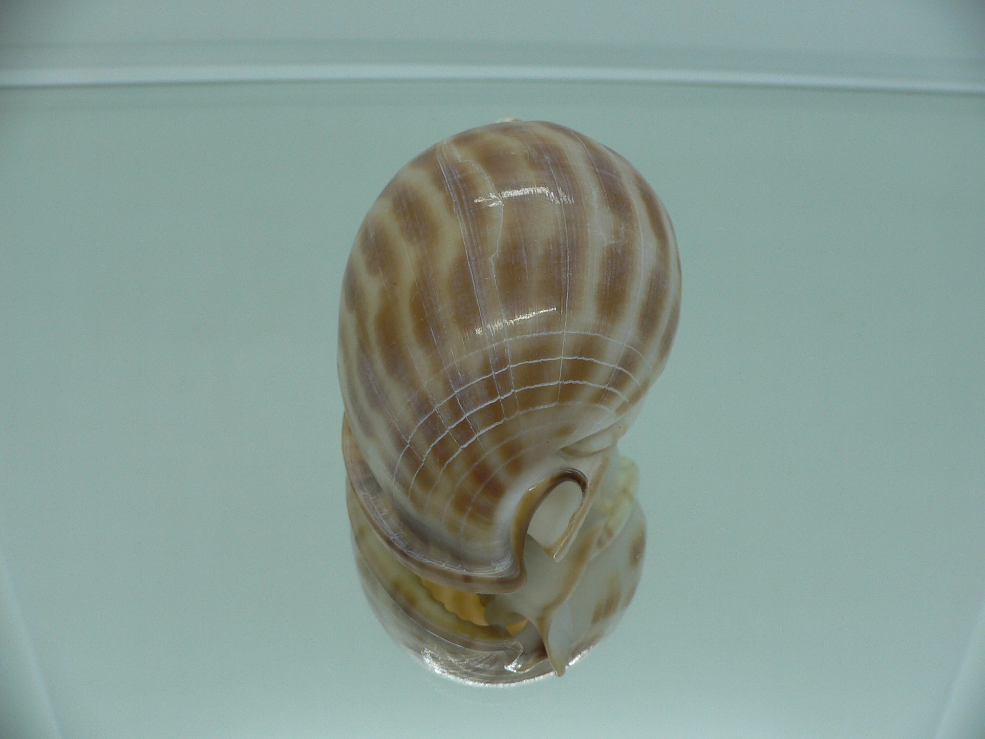 Phalium muangmani  STRIPES
