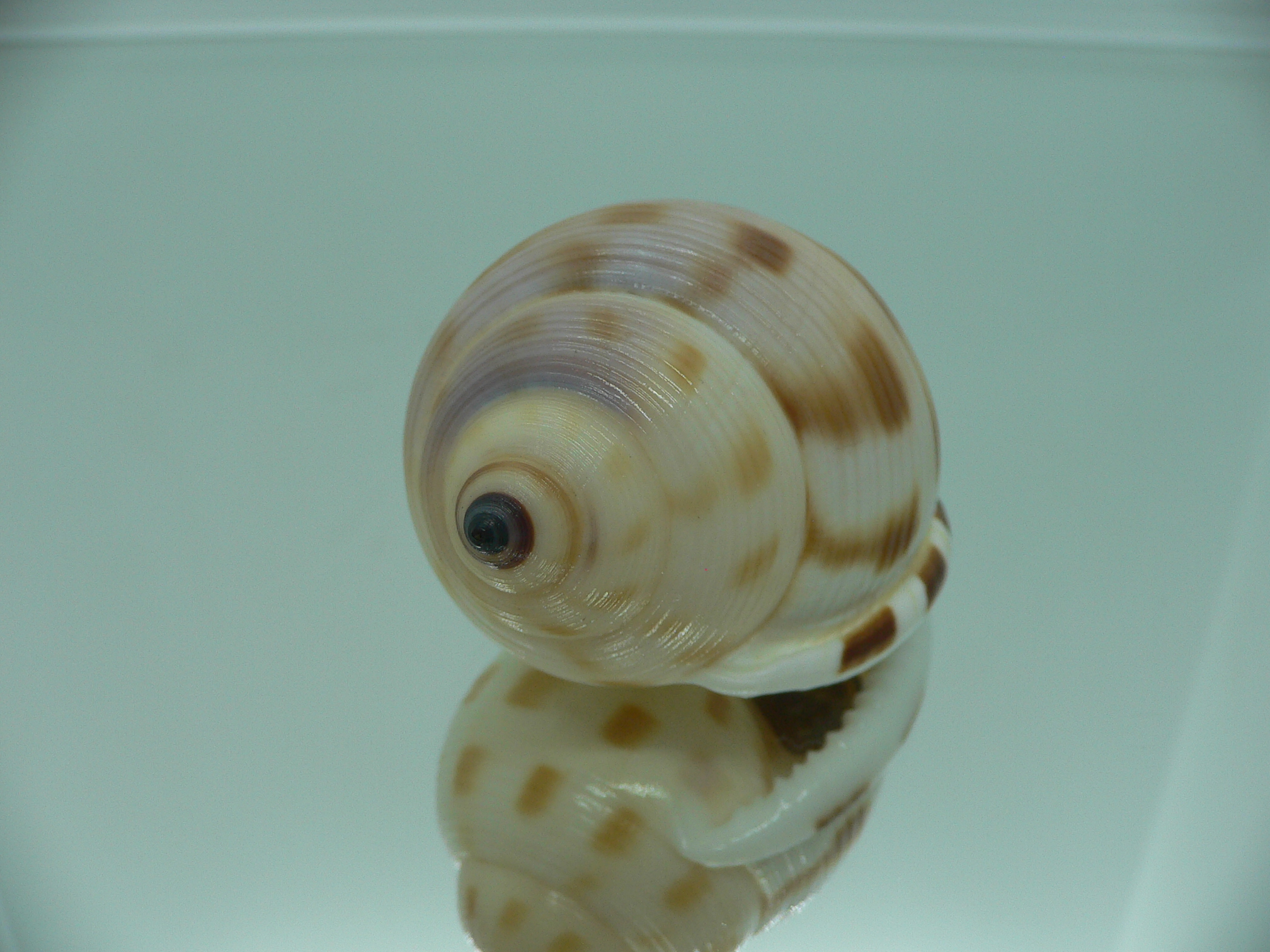 Semicassis faurotis IDEAL