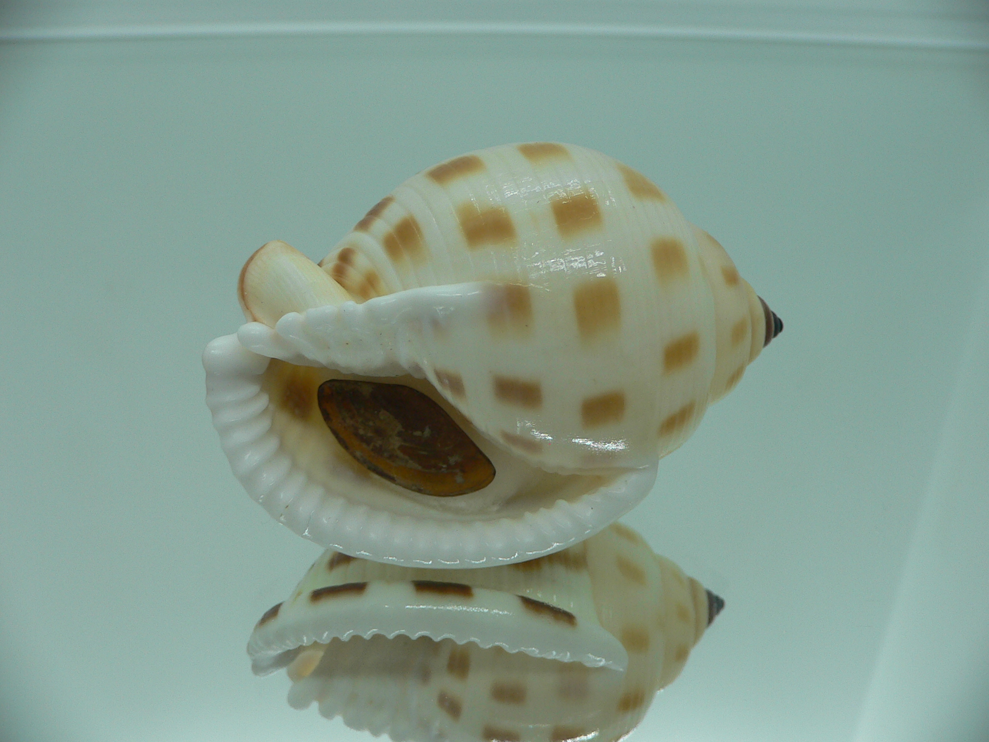 Semicassis faurotis IDEAL