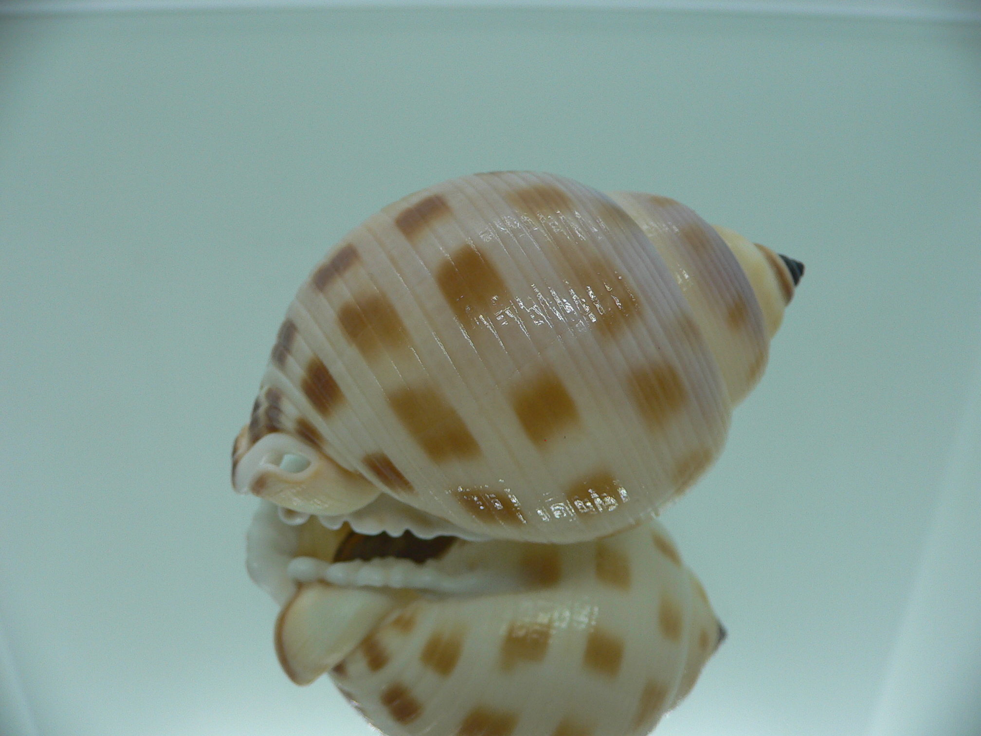 Semicassis faurotis IDEAL