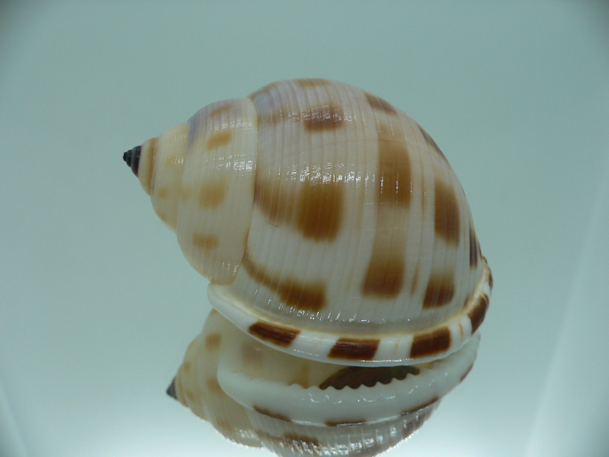 Semicassis faurotis IDEAL