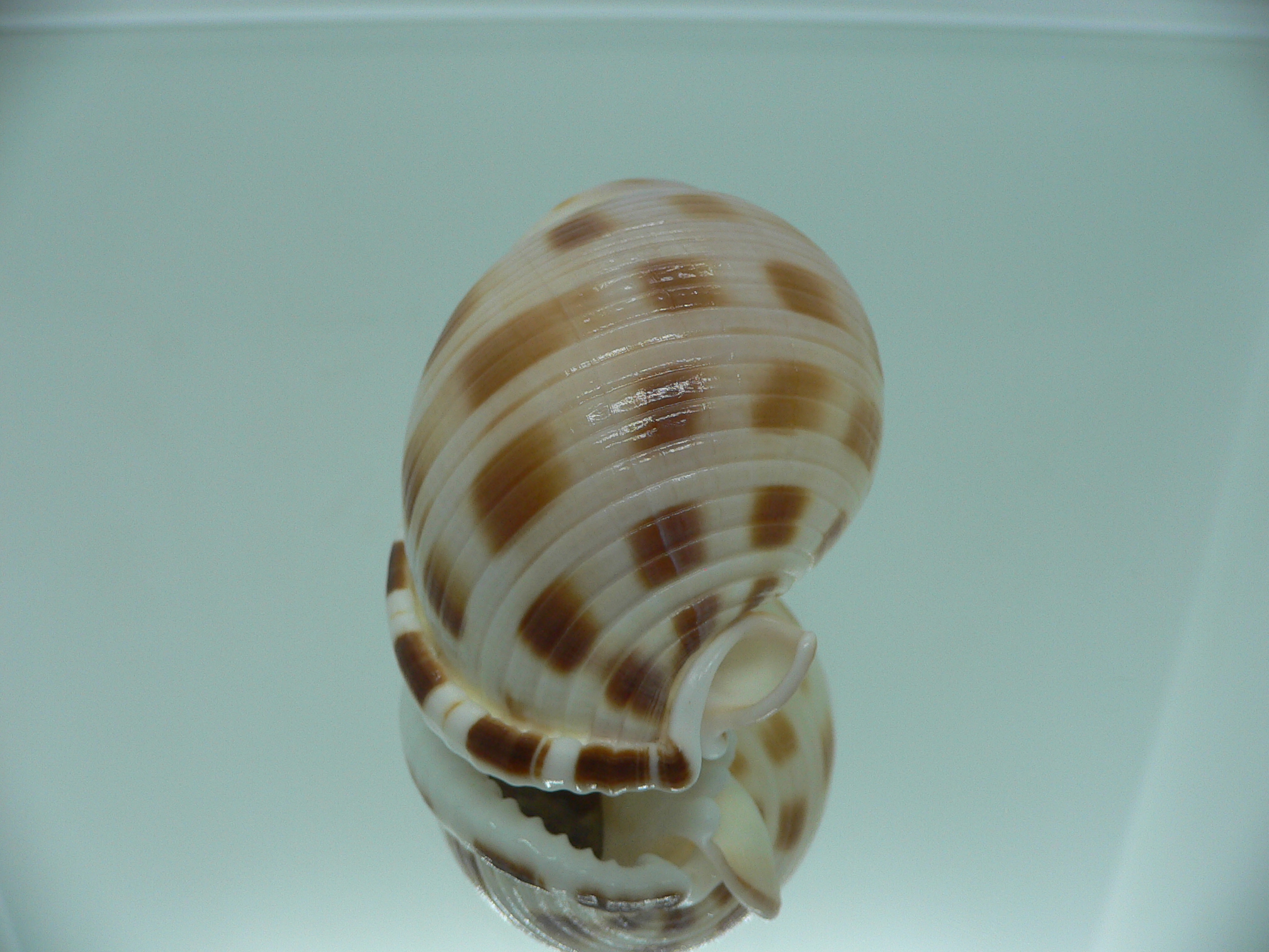 Semicassis faurotis IDEAL