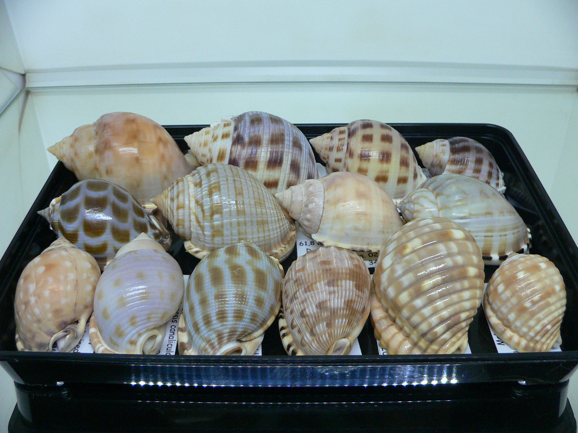 Semicassis faurotis IDEAL