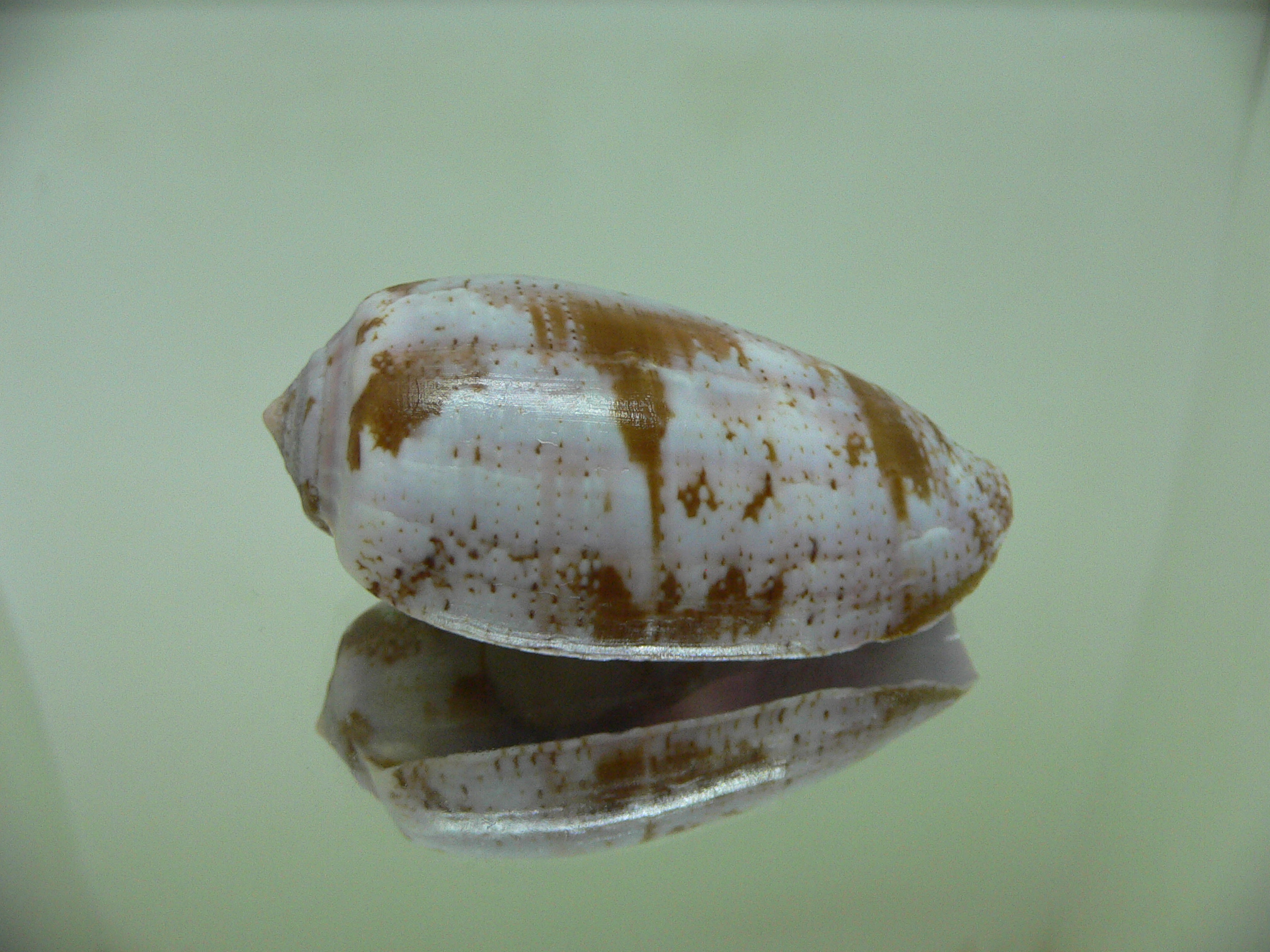 Conus tulipa