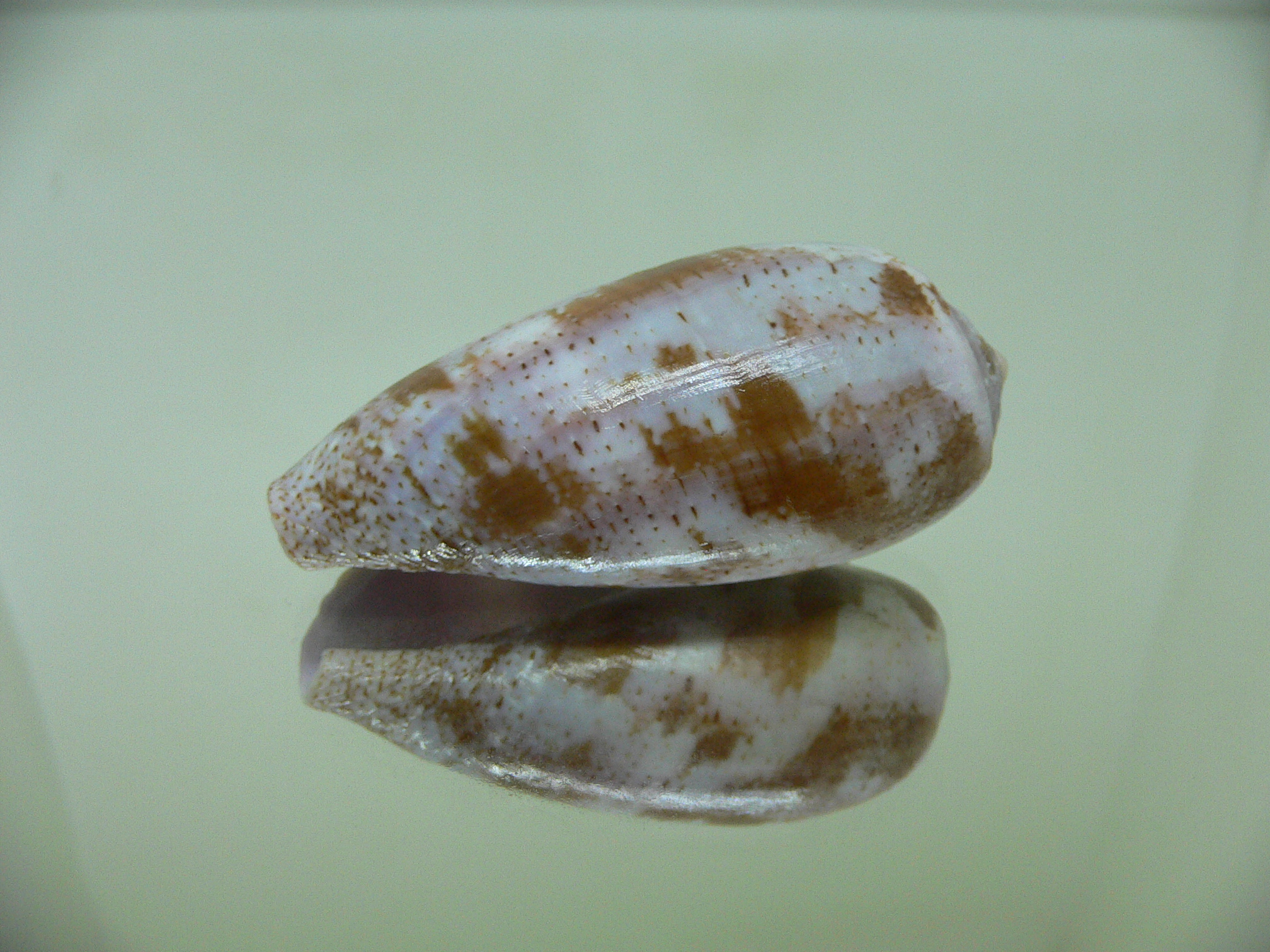 Conus tulipa