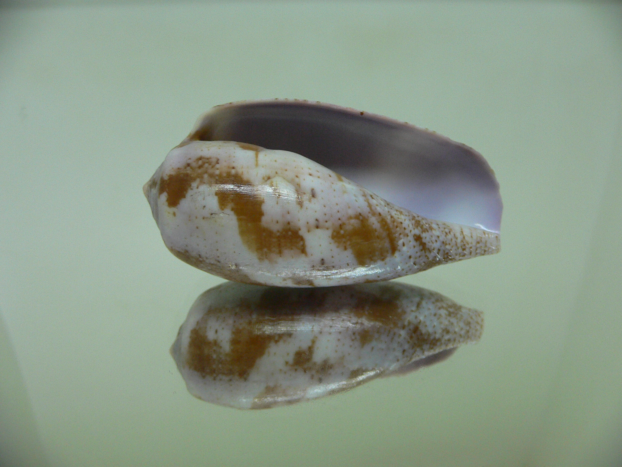 Conus tulipa