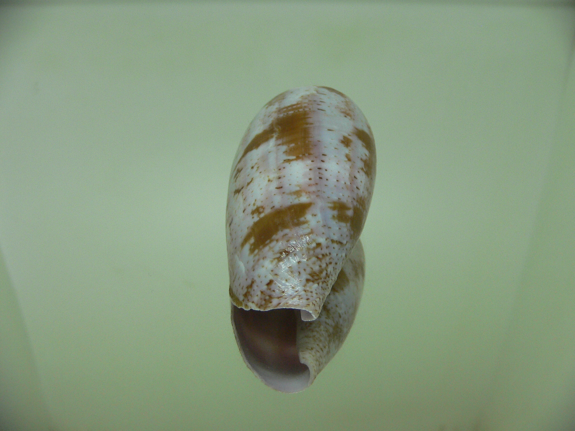 Conus tulipa