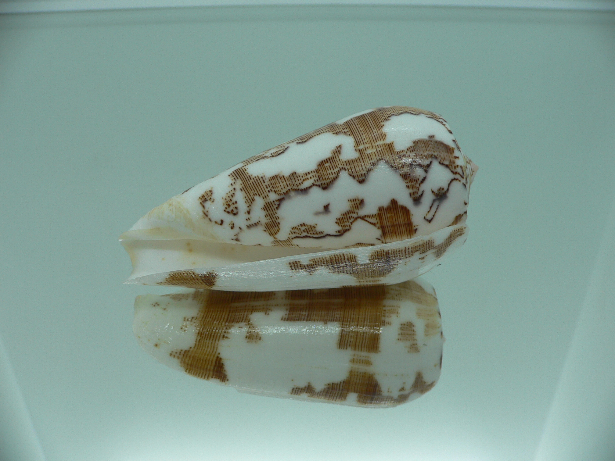 Conus striatus SUPER COLORIT