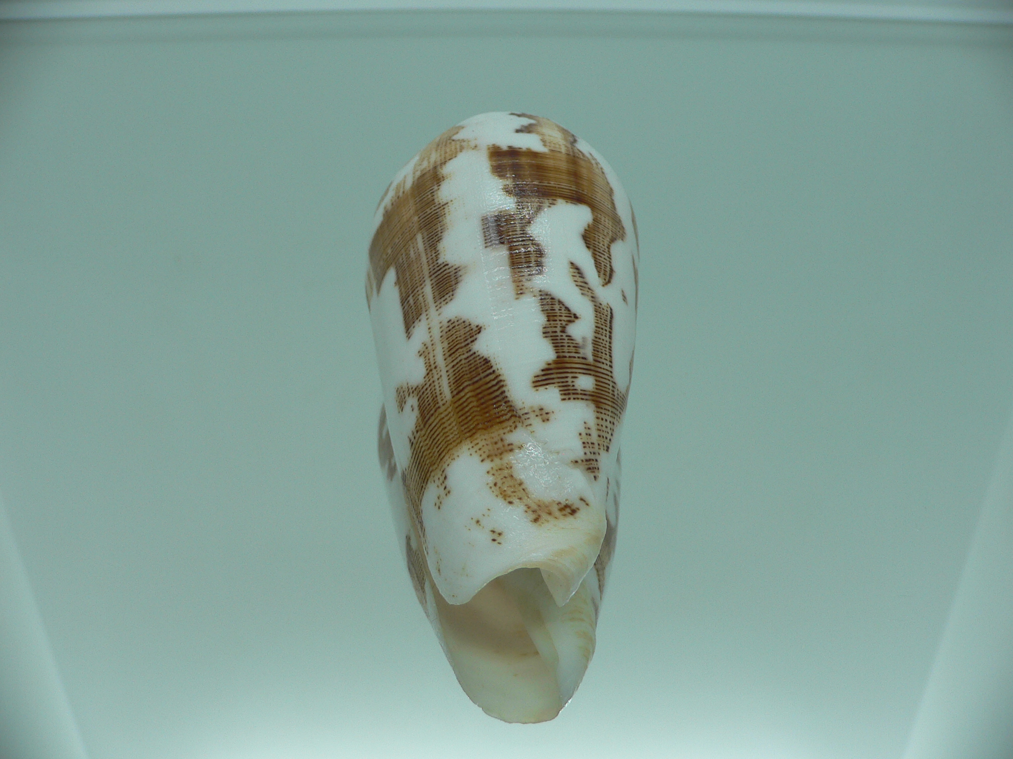 Conus striatus SUPER COLORIT