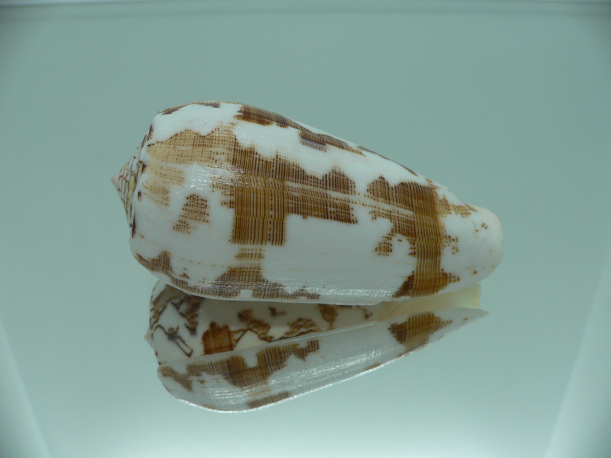 Conus striatus SUPER COLORIT