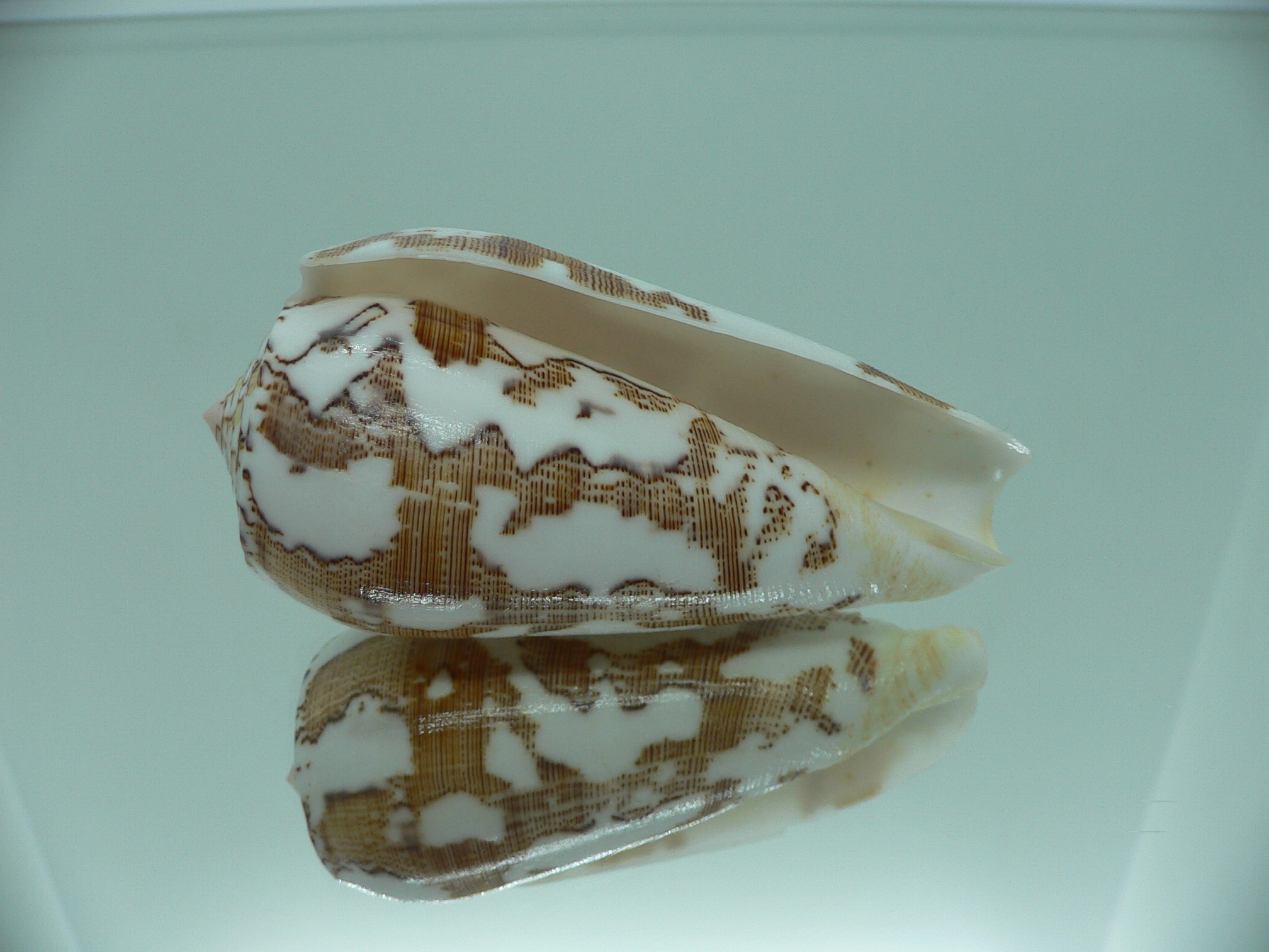 Conus striatus SUPER COLORIT