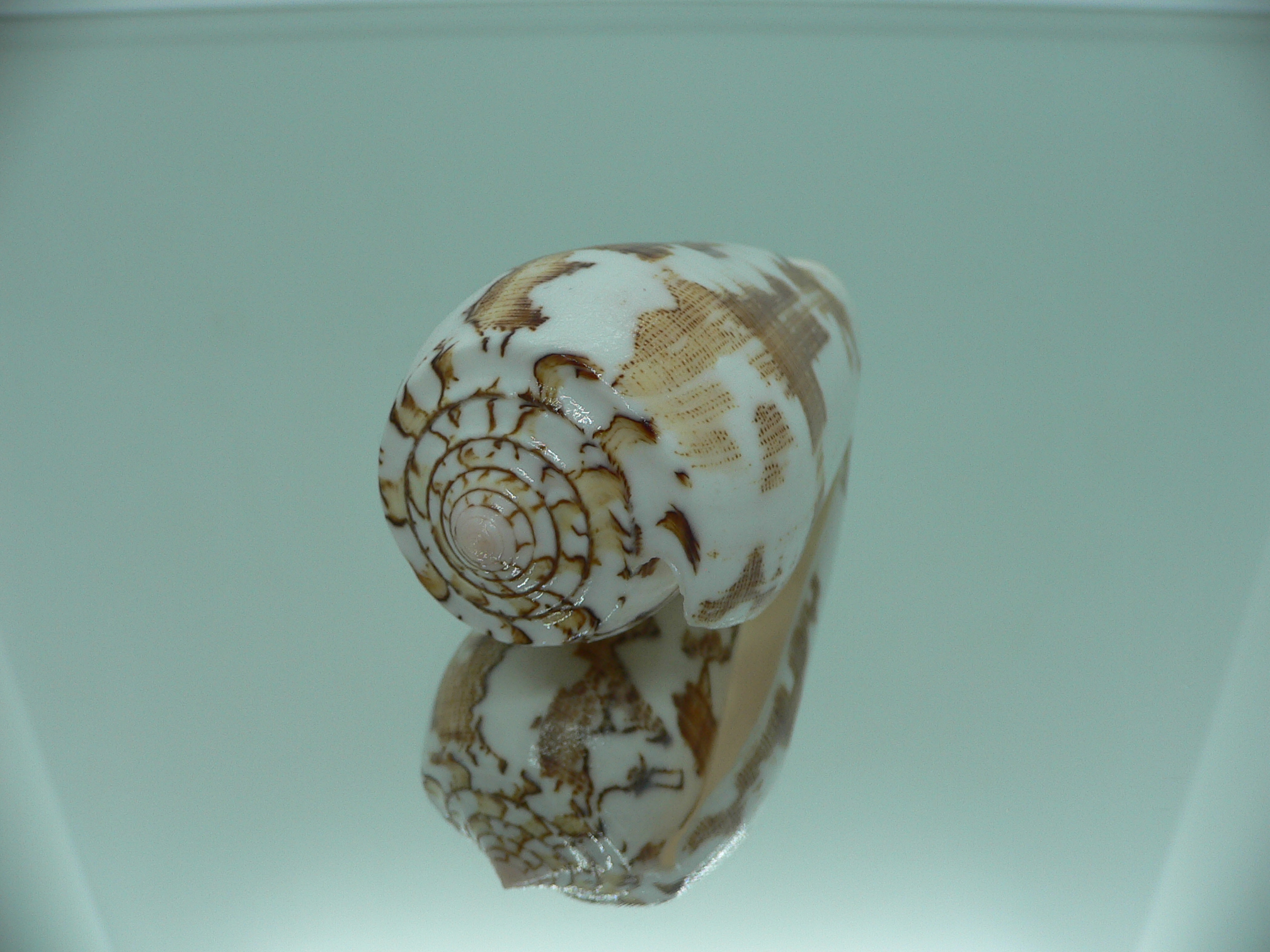 Conus striatus SUPER COLORIT