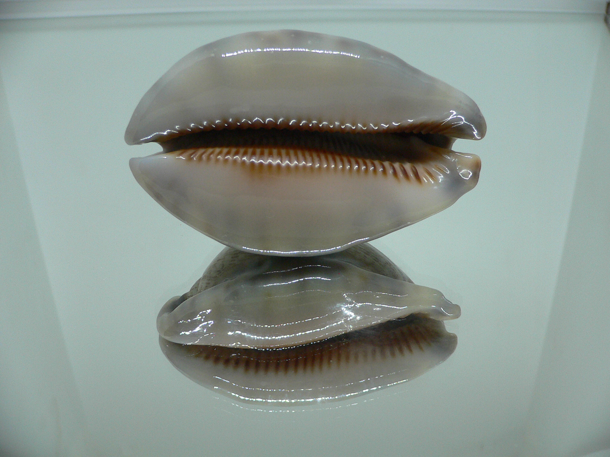 Cypraea arabica asiatica gibba (var.) VERY GOOD SIZE