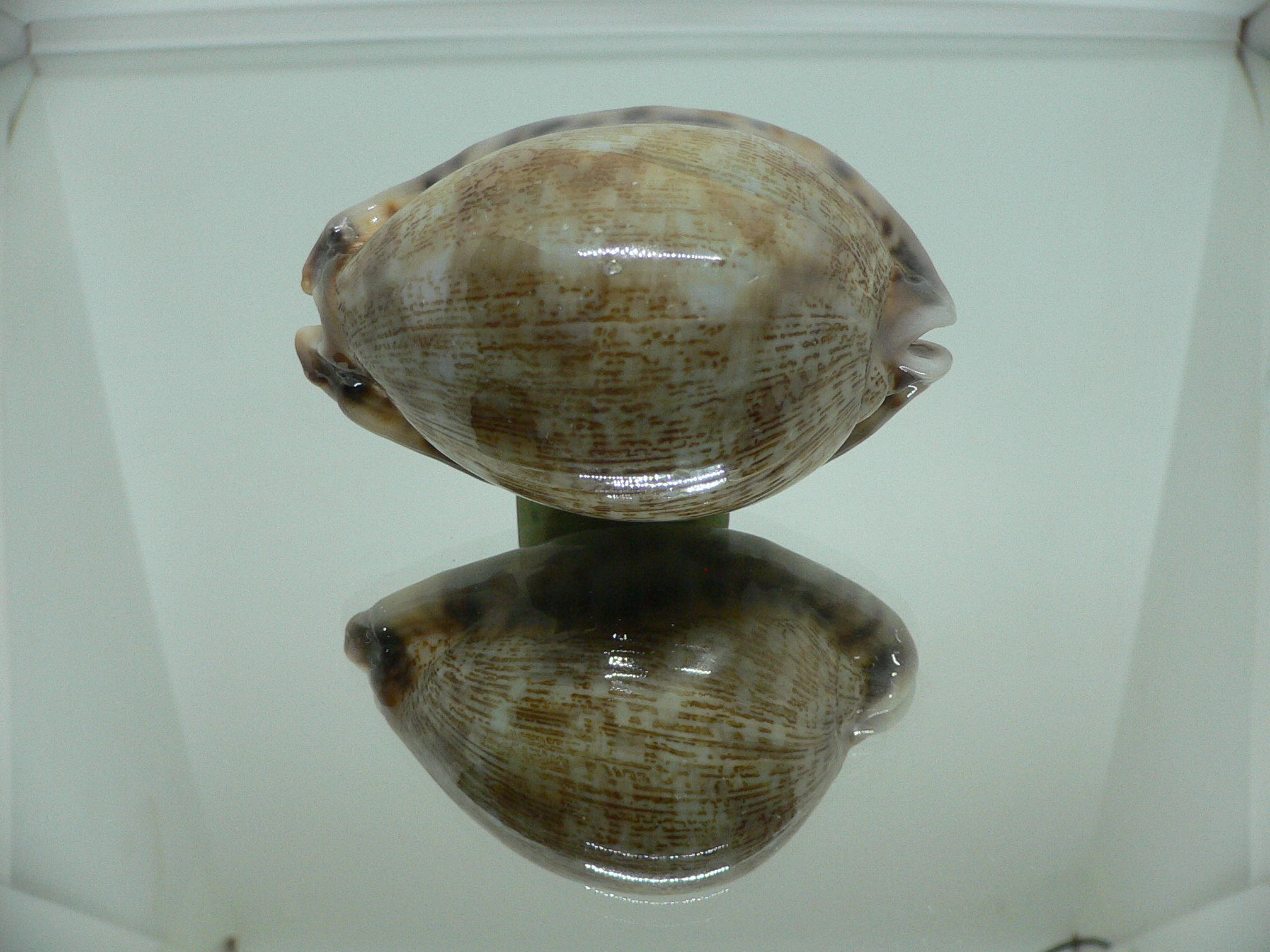 Cypraea arabica asiatica gibba (var.) VERY GOOD SIZE