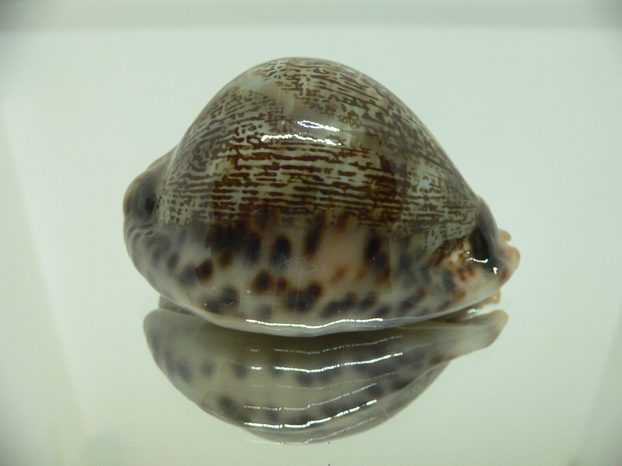 Cypraea arabica asiatica gibba (var.) VERY GOOD SIZE