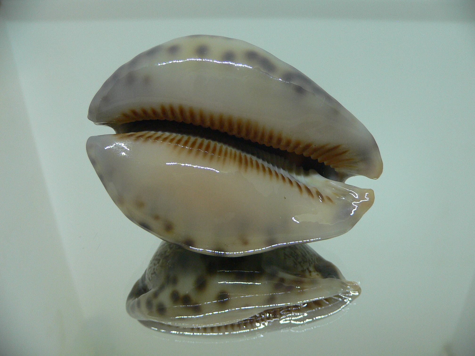 Cypraea arabica asiatica gibba (var.) VERY GOOD SIZE