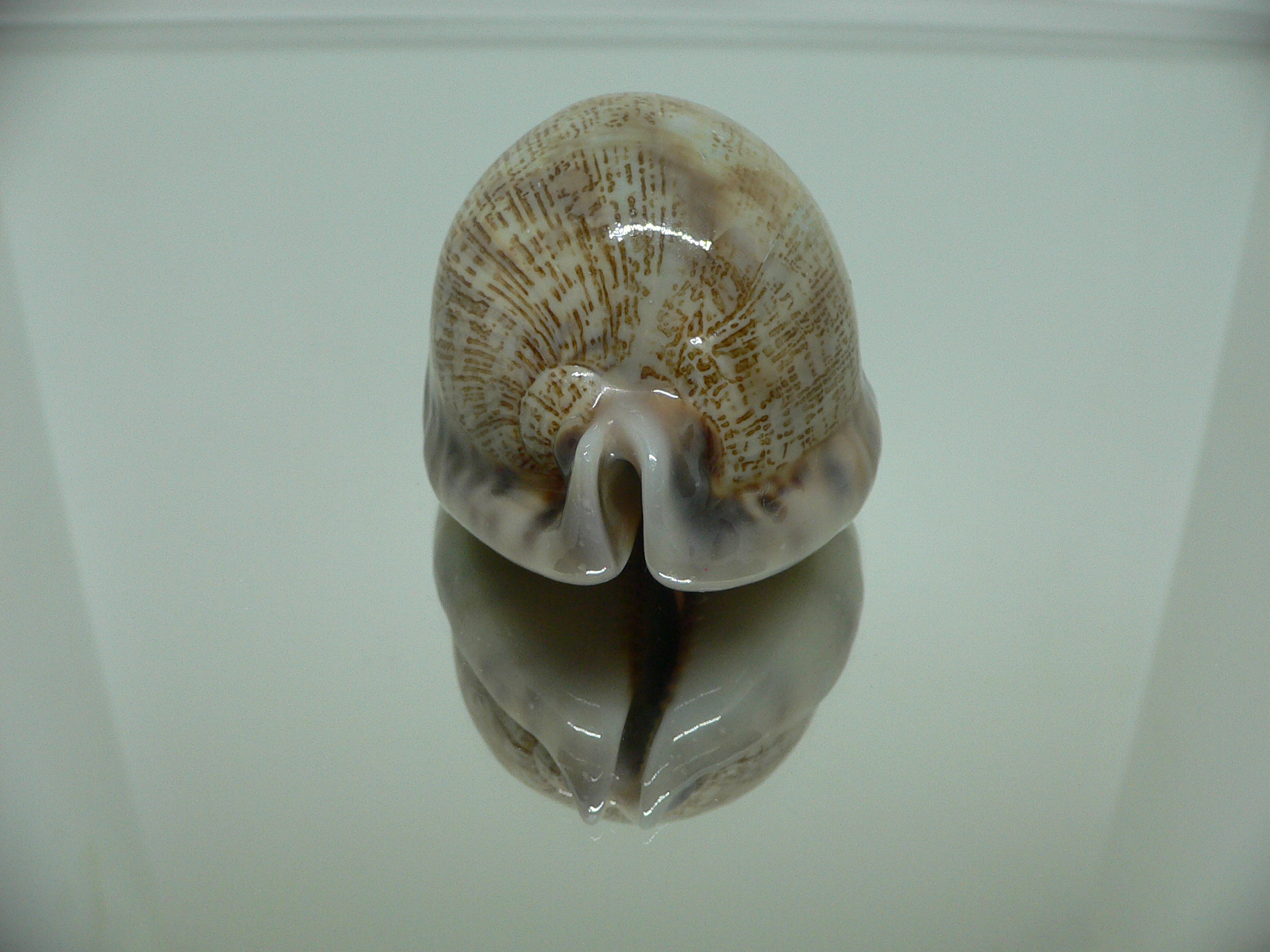 Cypraea arabica asiatica gibba (var.) VERY GOOD SIZE