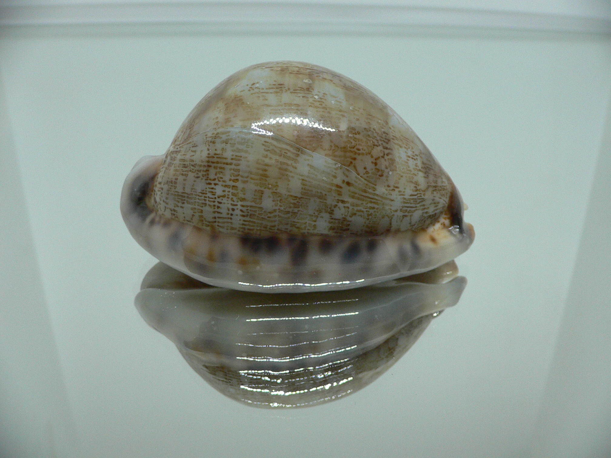 Cypraea arabica asiatica gibba (var.) VERY GOOD SIZE