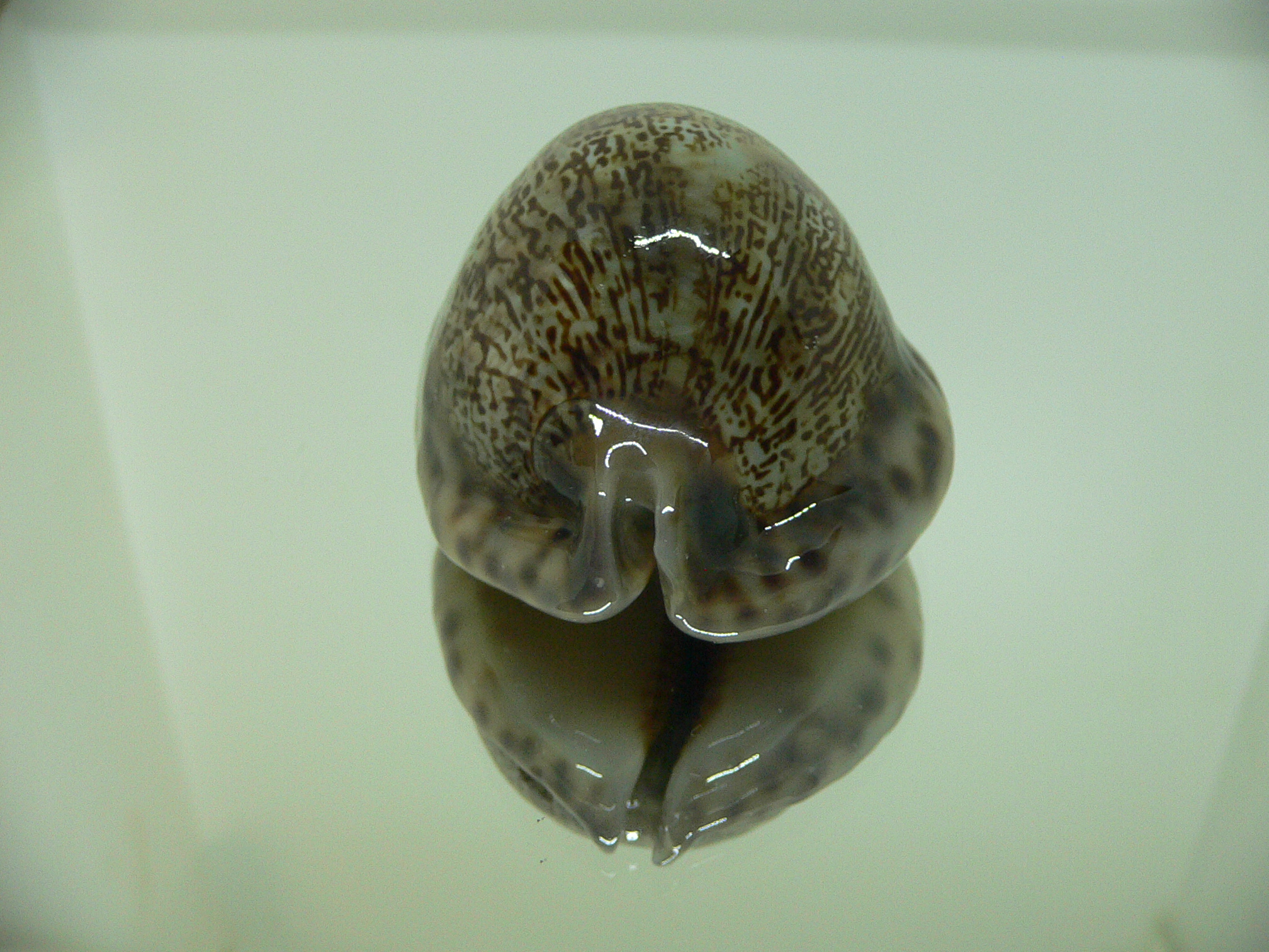 Cypraea arabica asiatica gibba (var.) VERY GOOD SIZE