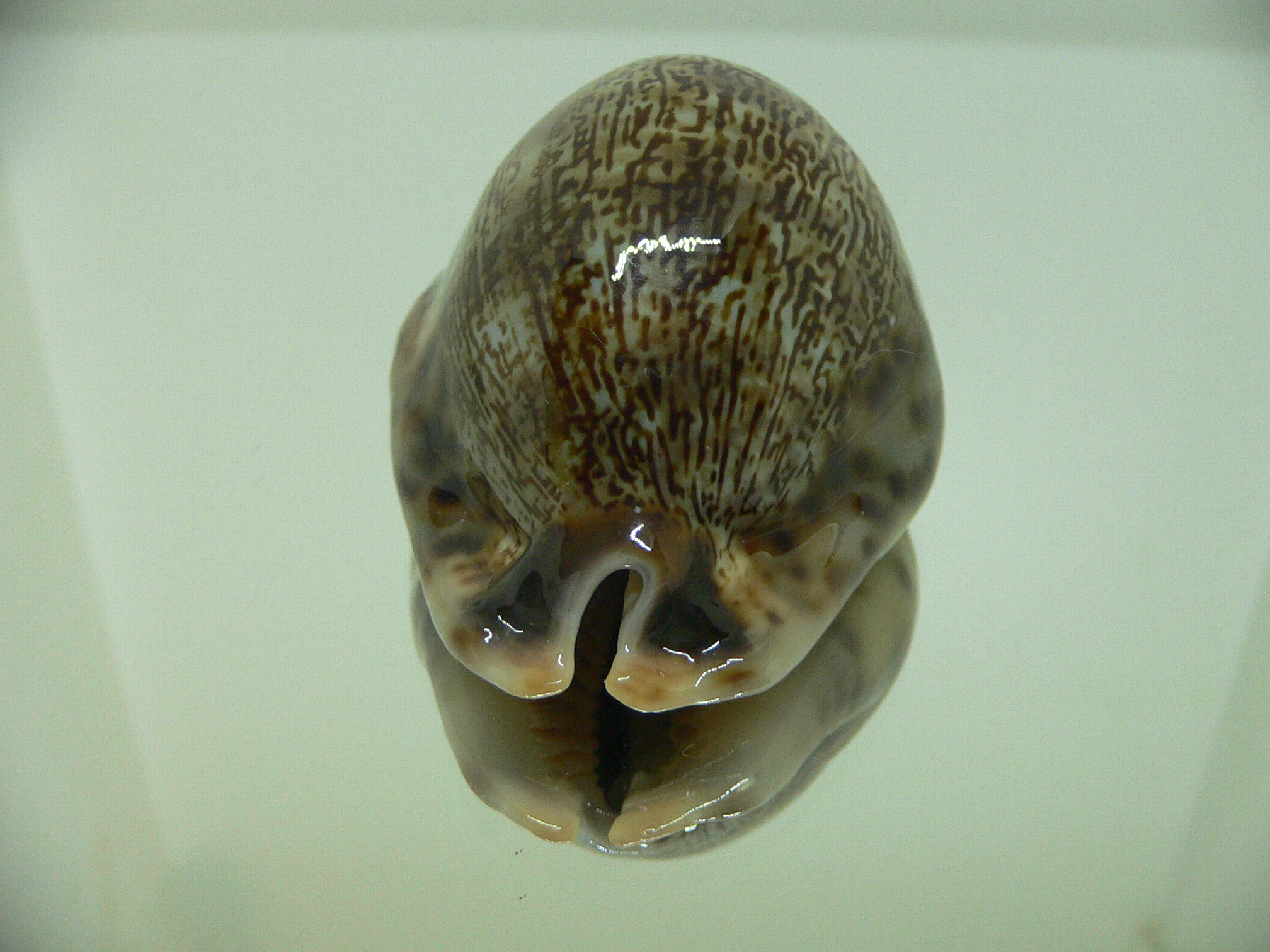 Cypraea arabica asiatica gibba (var.) VERY GOOD SIZE