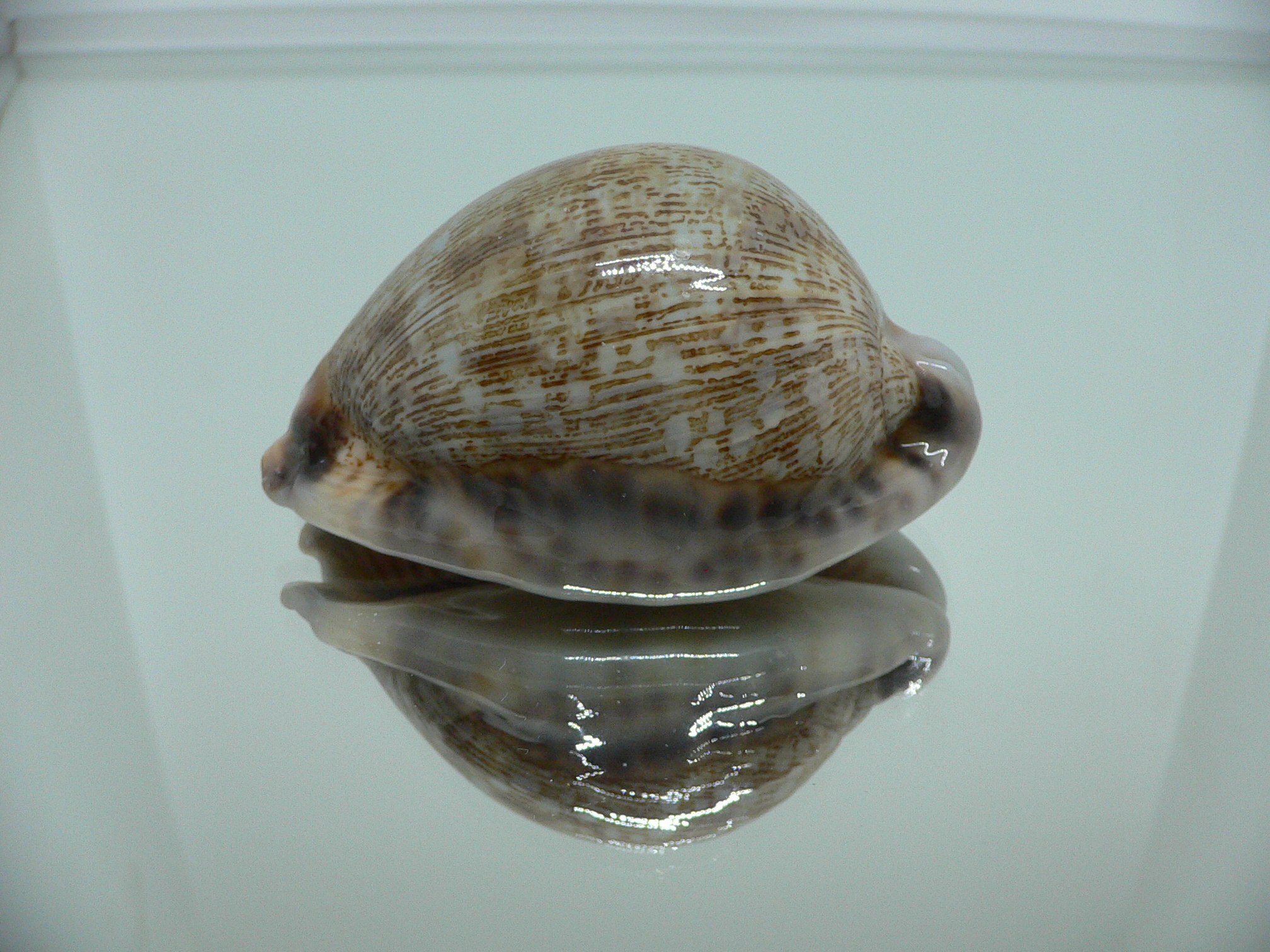 Cypraea arabica asiatica gibba (var.) VERY GOOD SIZE