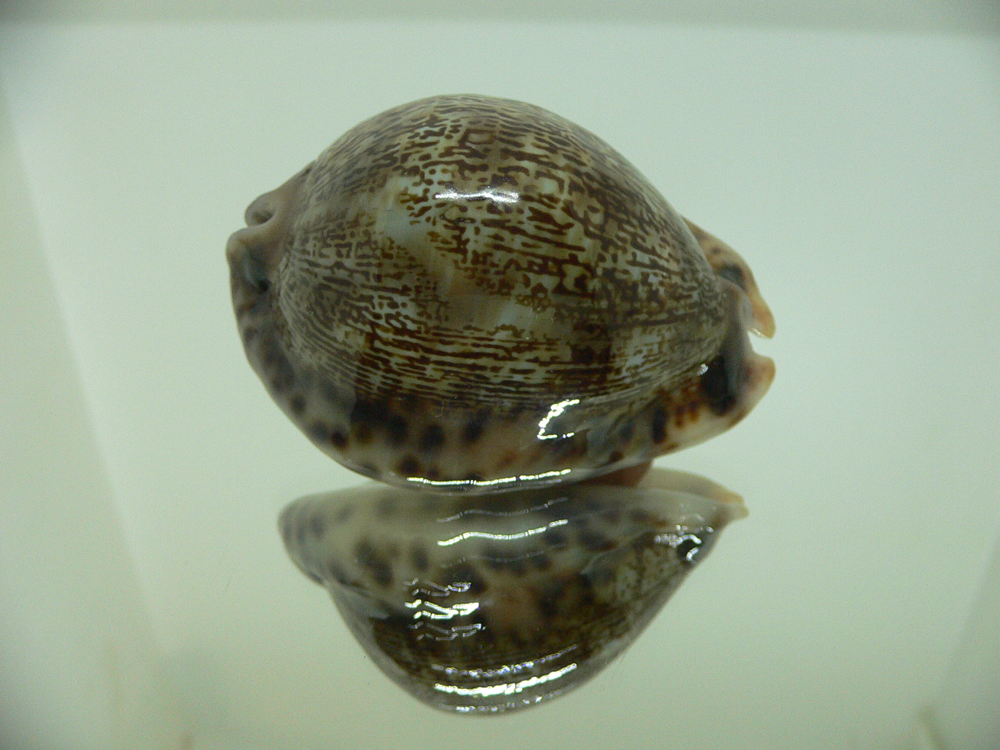 Cypraea arabica asiatica gibba (var.) VERY GOOD SIZE