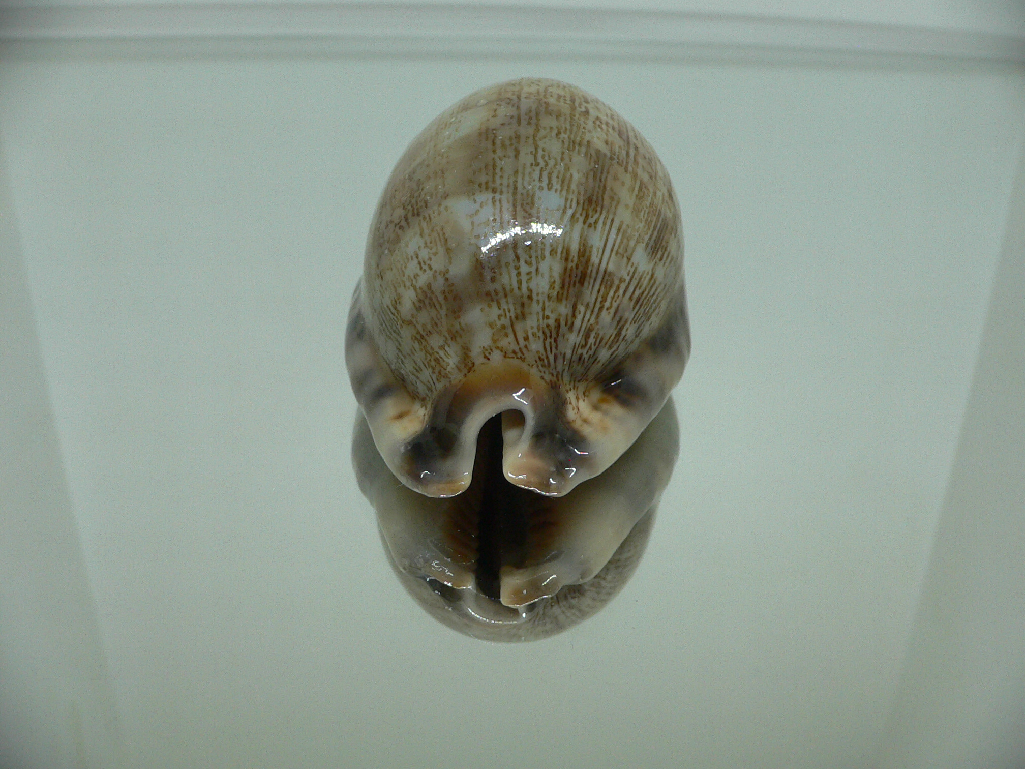 Cypraea arabica asiatica gibba (var.) VERY GOOD SIZE