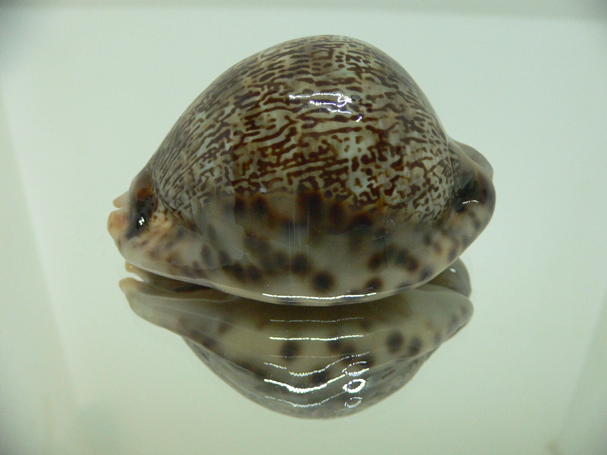 Cypraea arabica asiatica gibba (var.) VERY GOOD SIZE