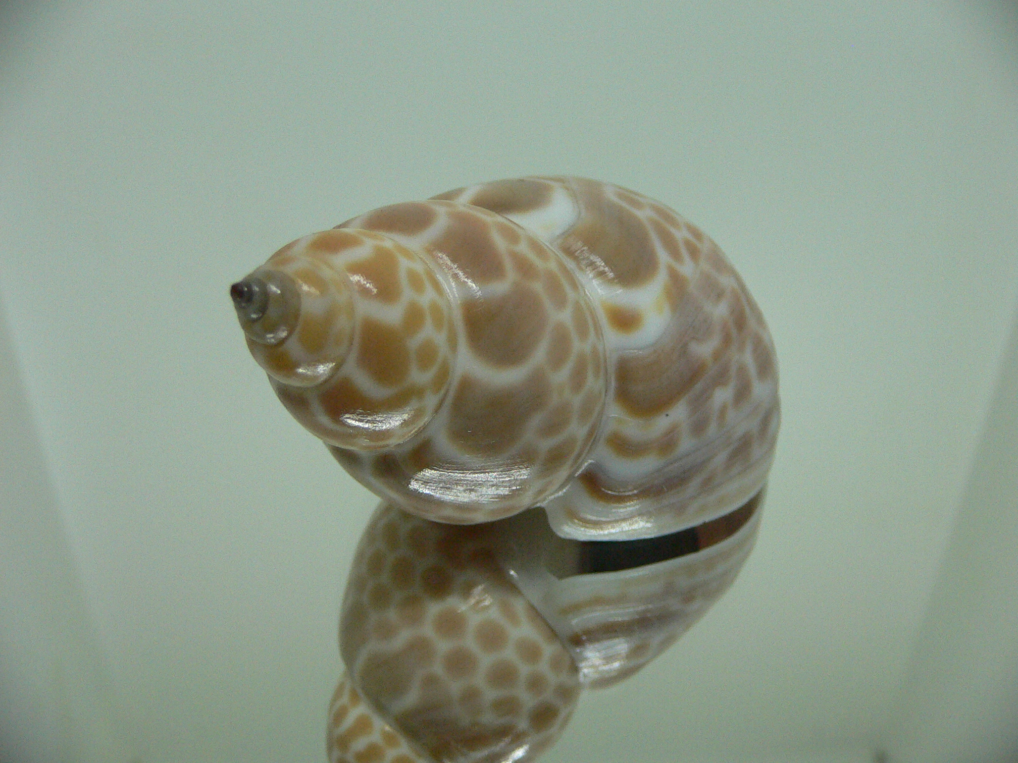 Babylonia zeylanica IDEAL