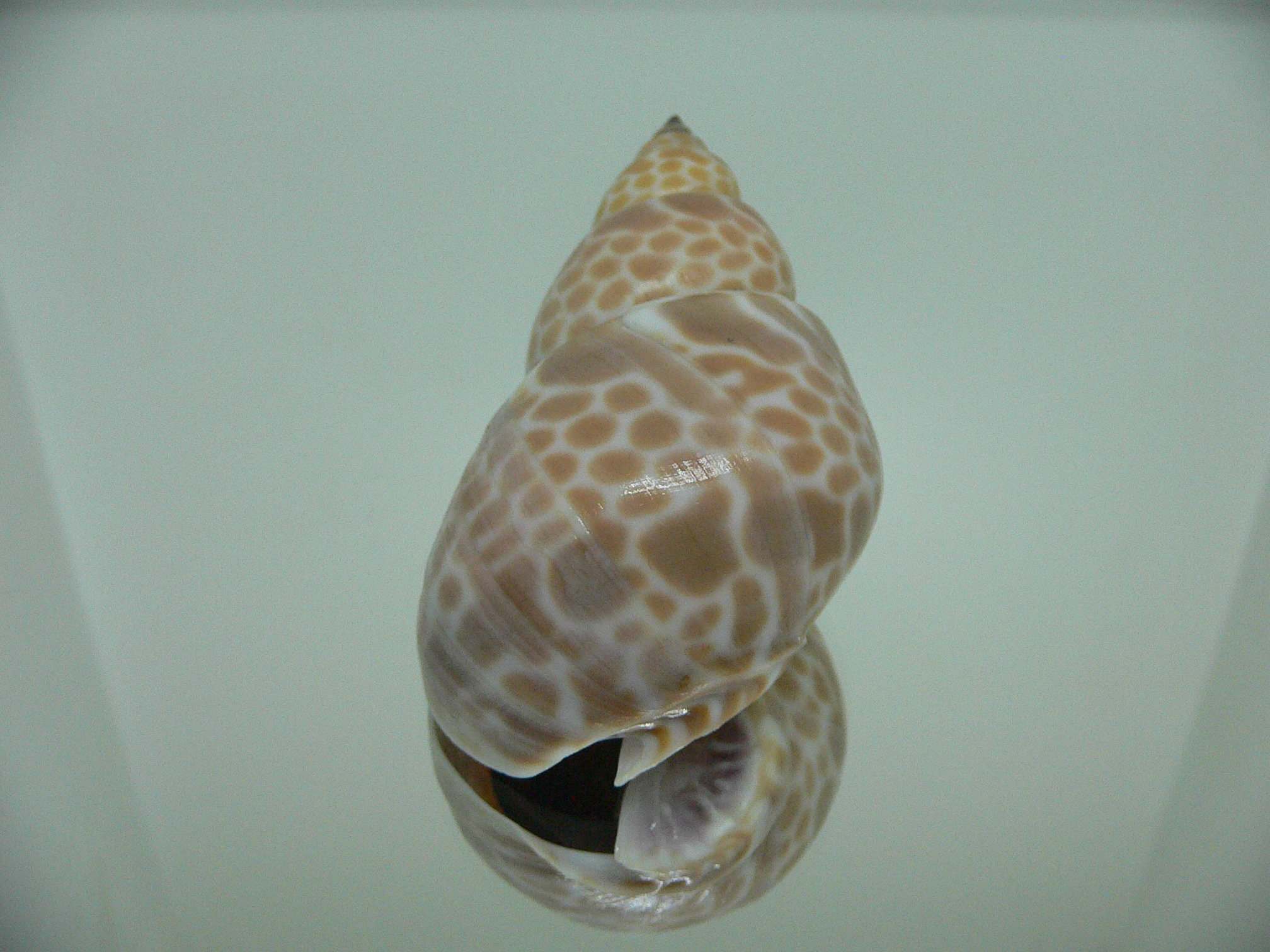 Babylonia zeylanica IDEAL