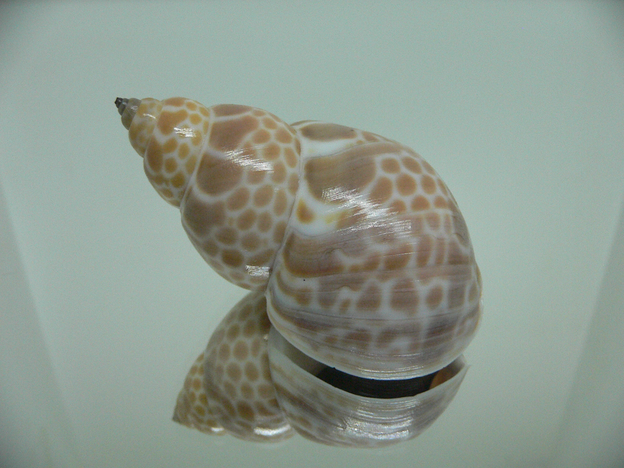 Babylonia zeylanica IDEAL