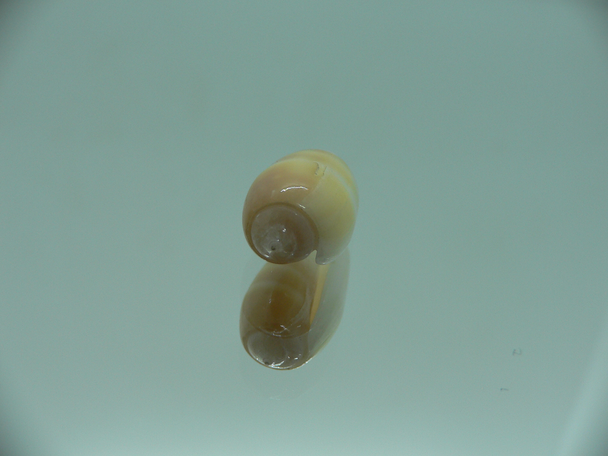 Oliva carneola bizonalis (var)