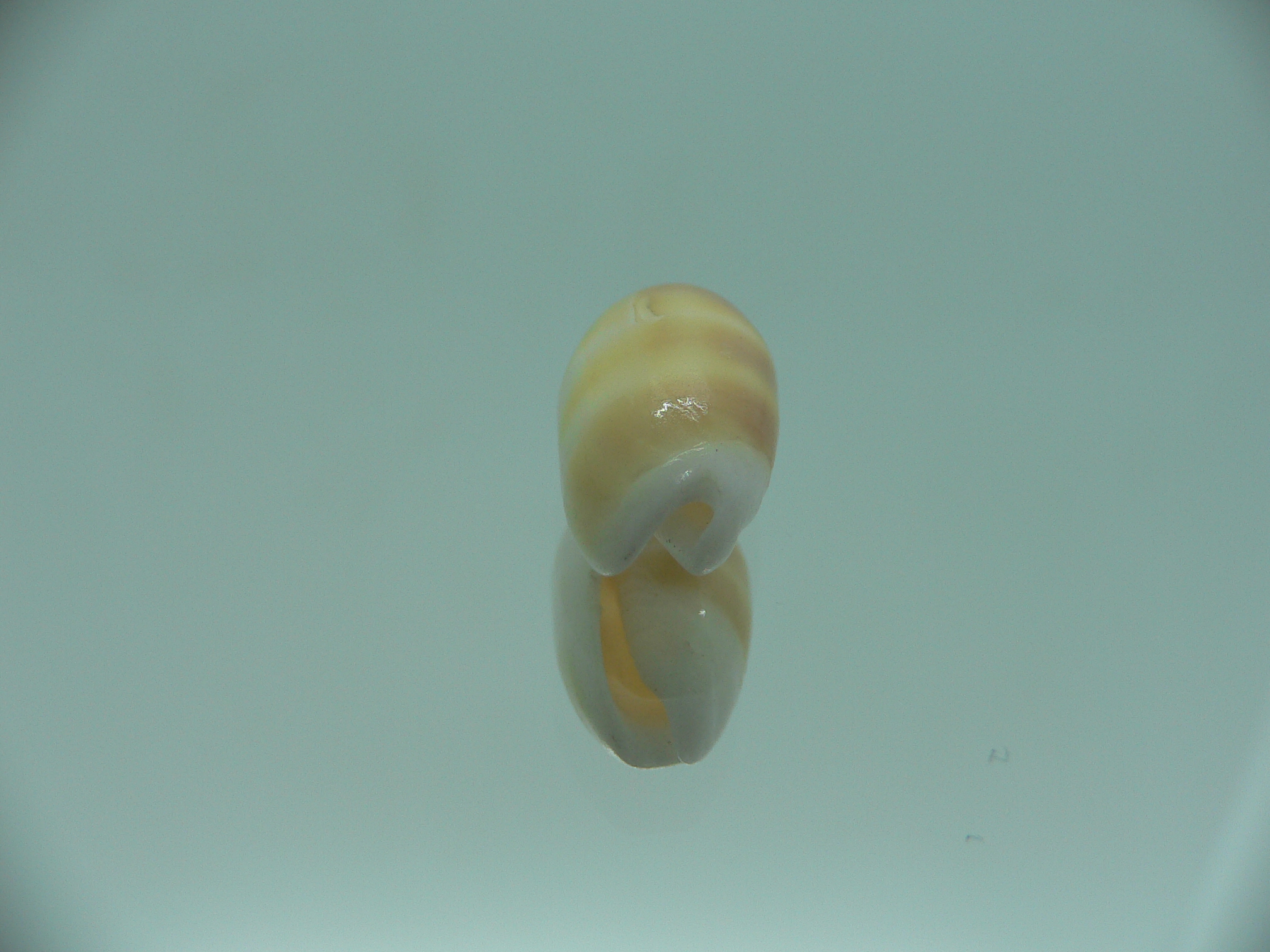 Oliva carneola bizonalis (var)