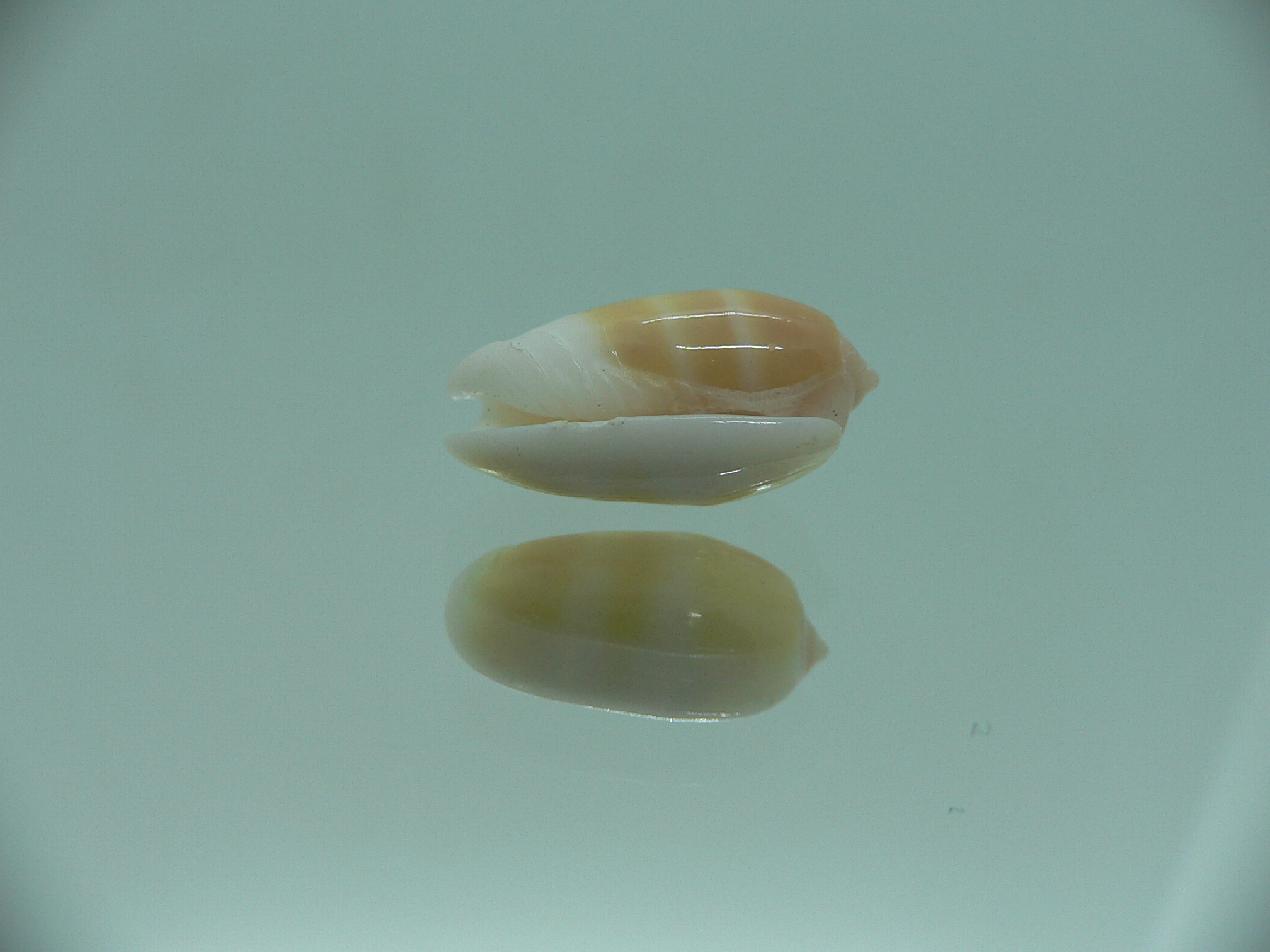 Oliva carneola bizonalis (var)