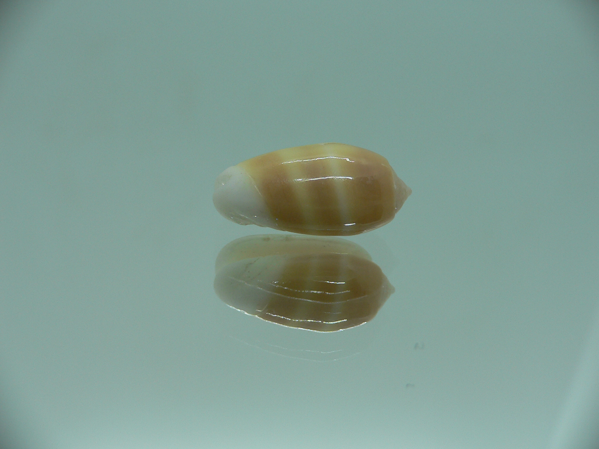 Oliva carneola bizonalis (var)