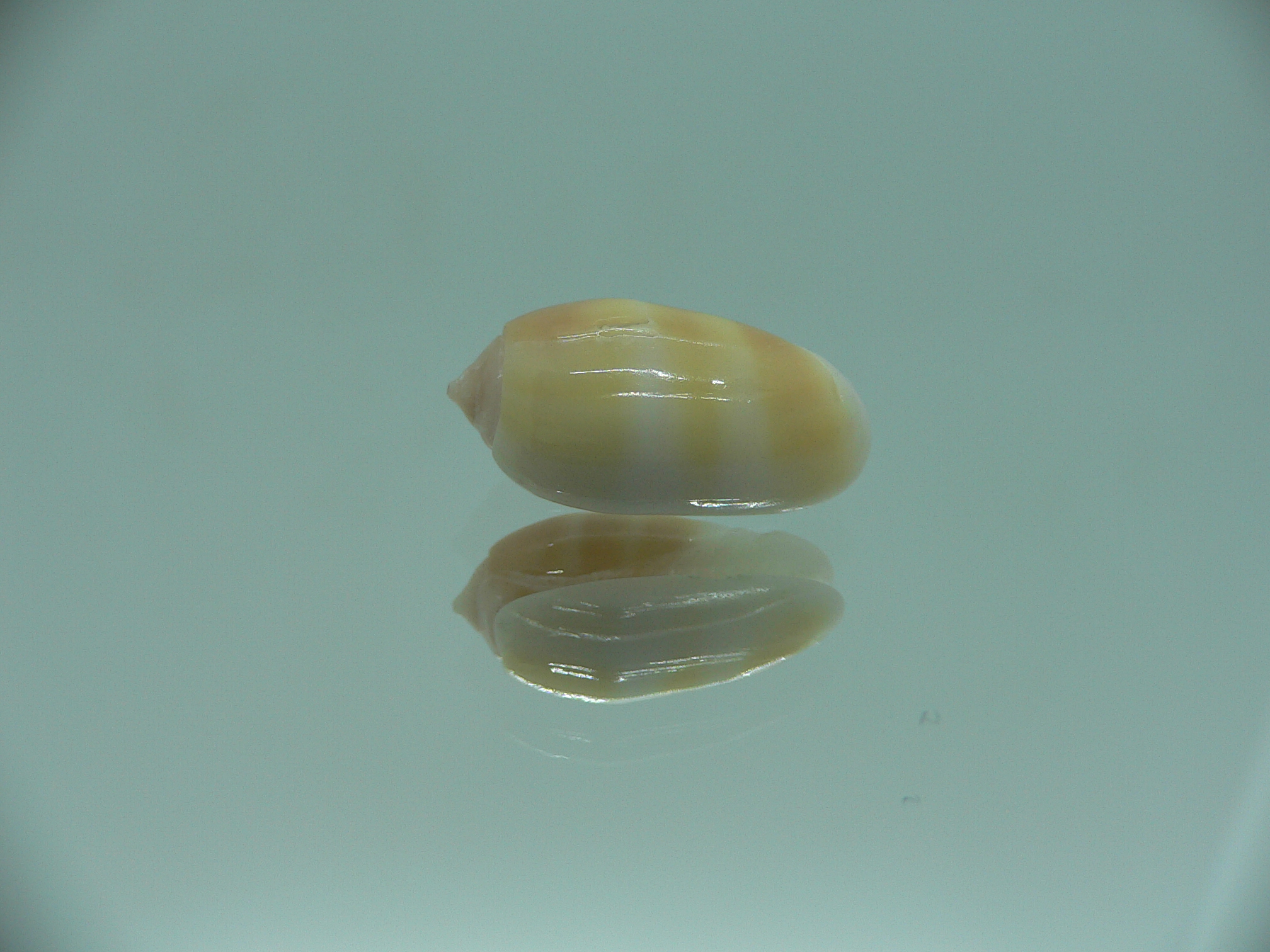 Oliva carneola bizonalis (var)