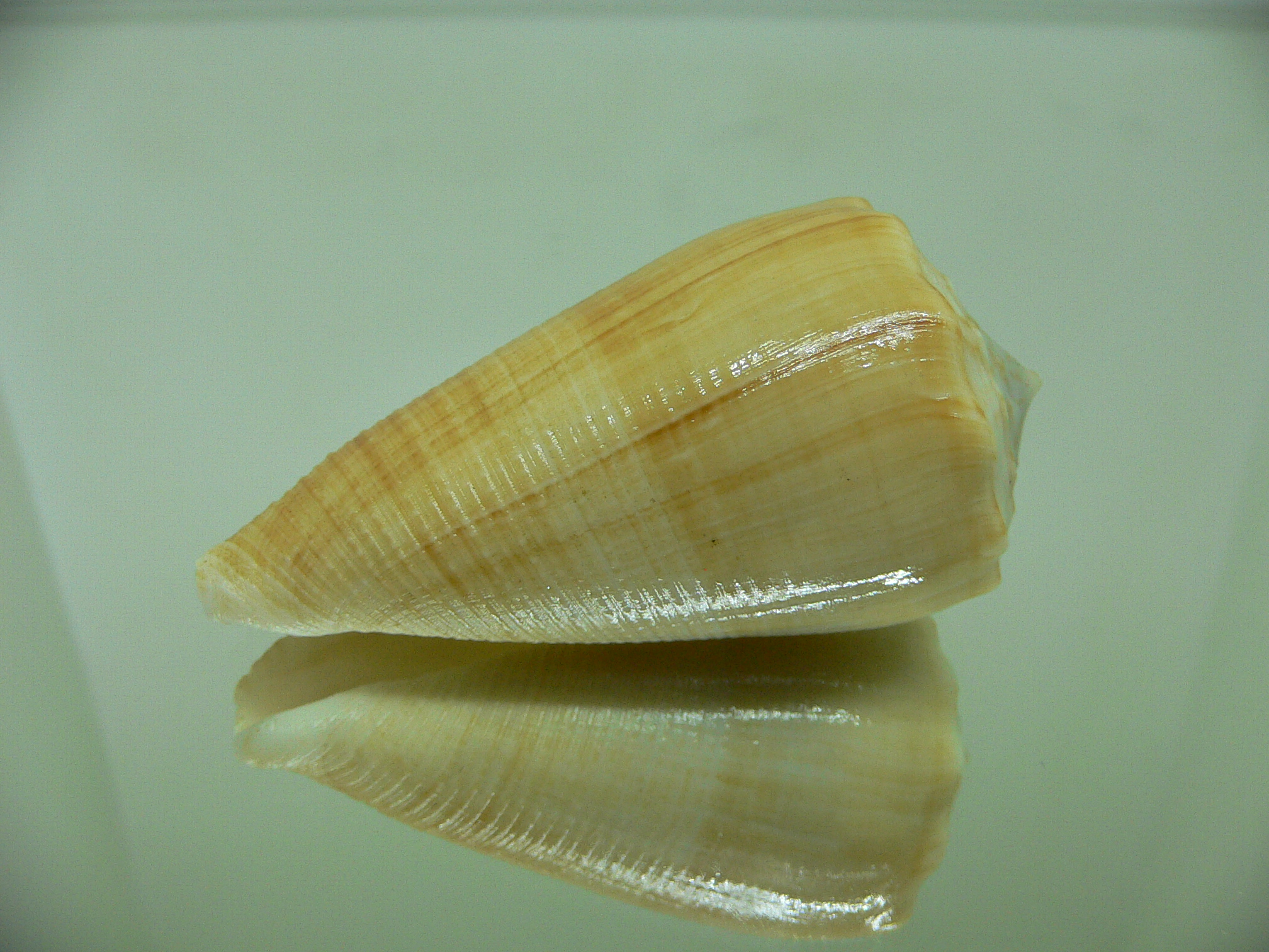 Conus sulcatus bocki (var.) BIG