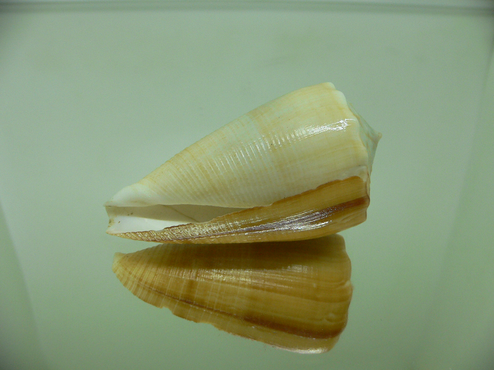 Conus sulcatus bocki (var.) BIG