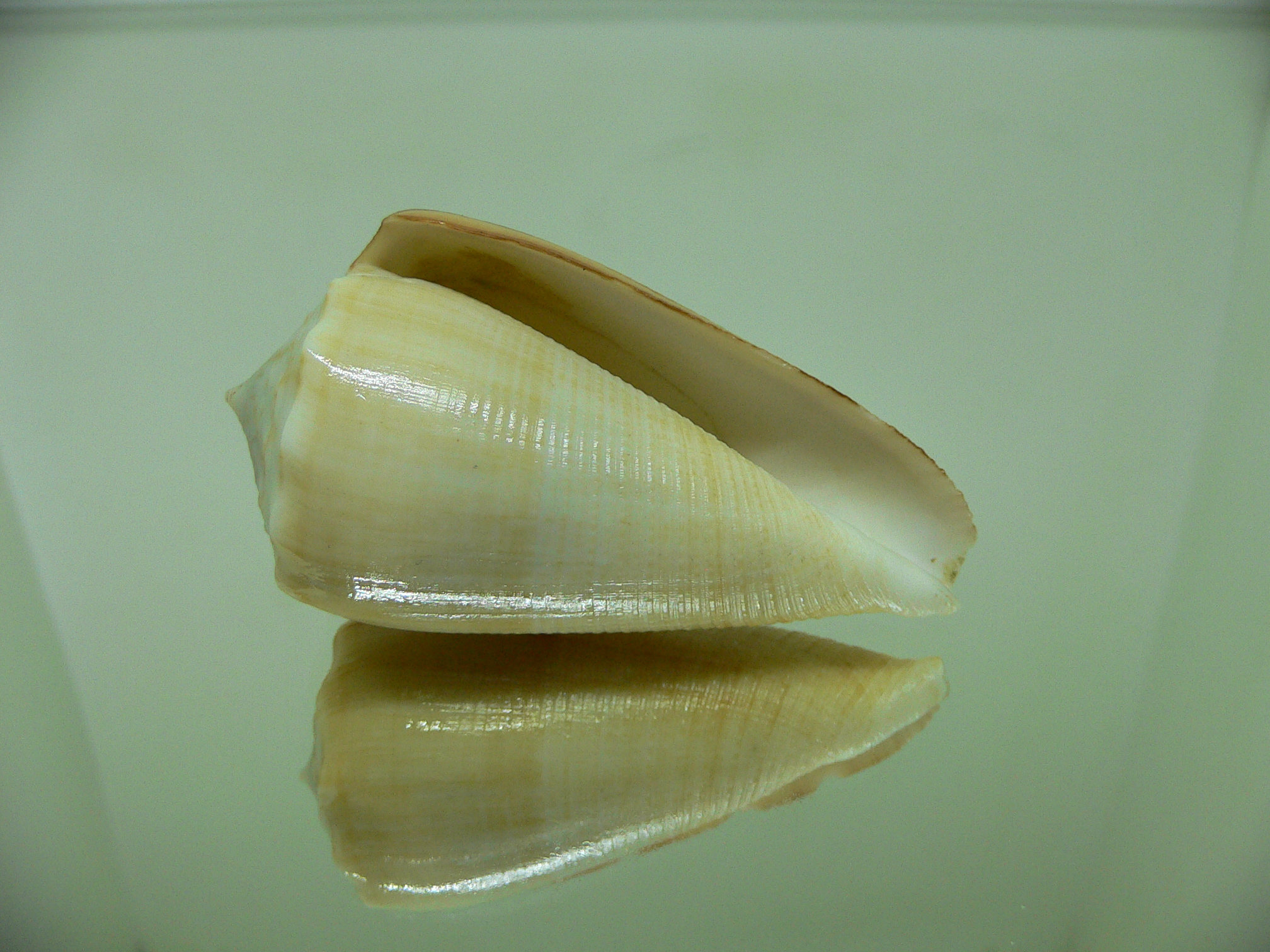 Conus sulcatus bocki (var.) BIG