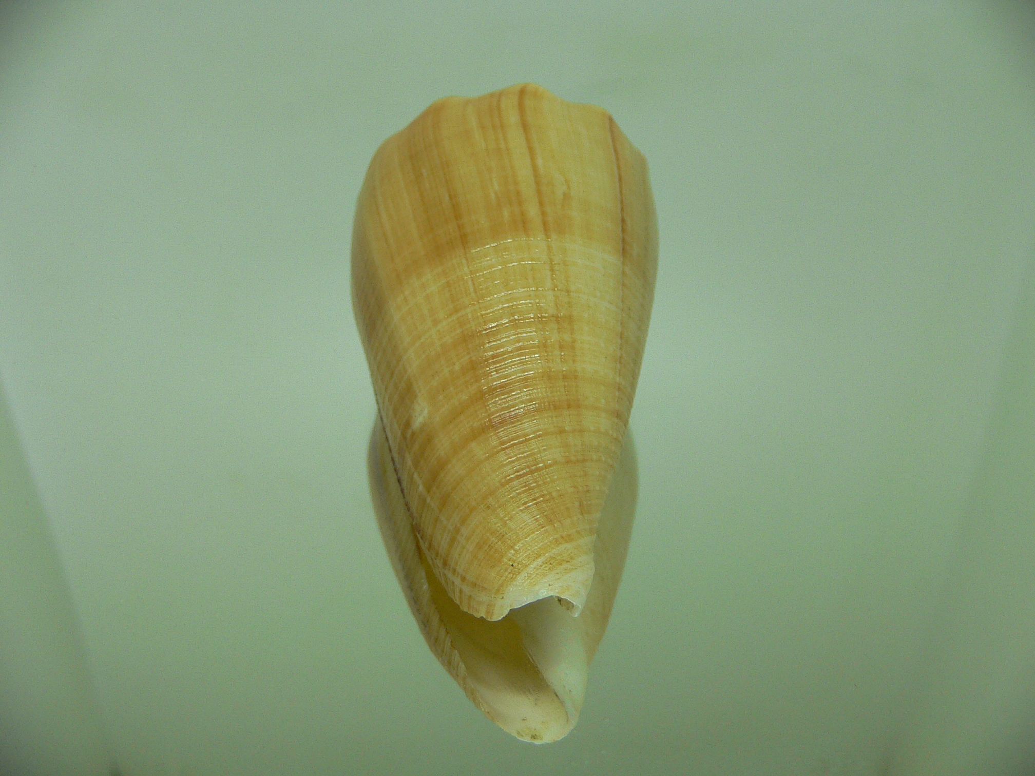 Conus sulcatus bocki (var.) BIG