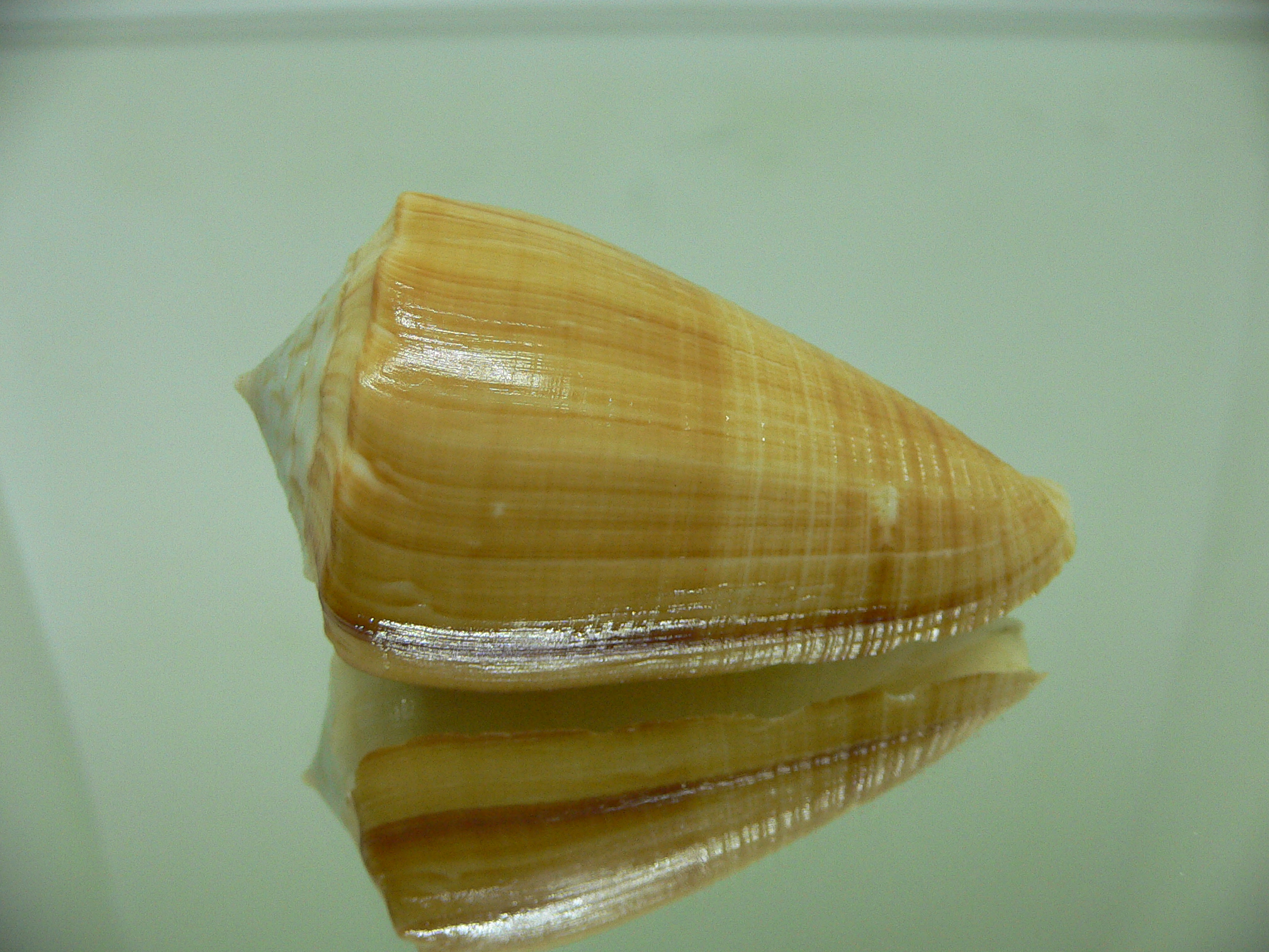 Conus sulcatus bocki (var.) BIG