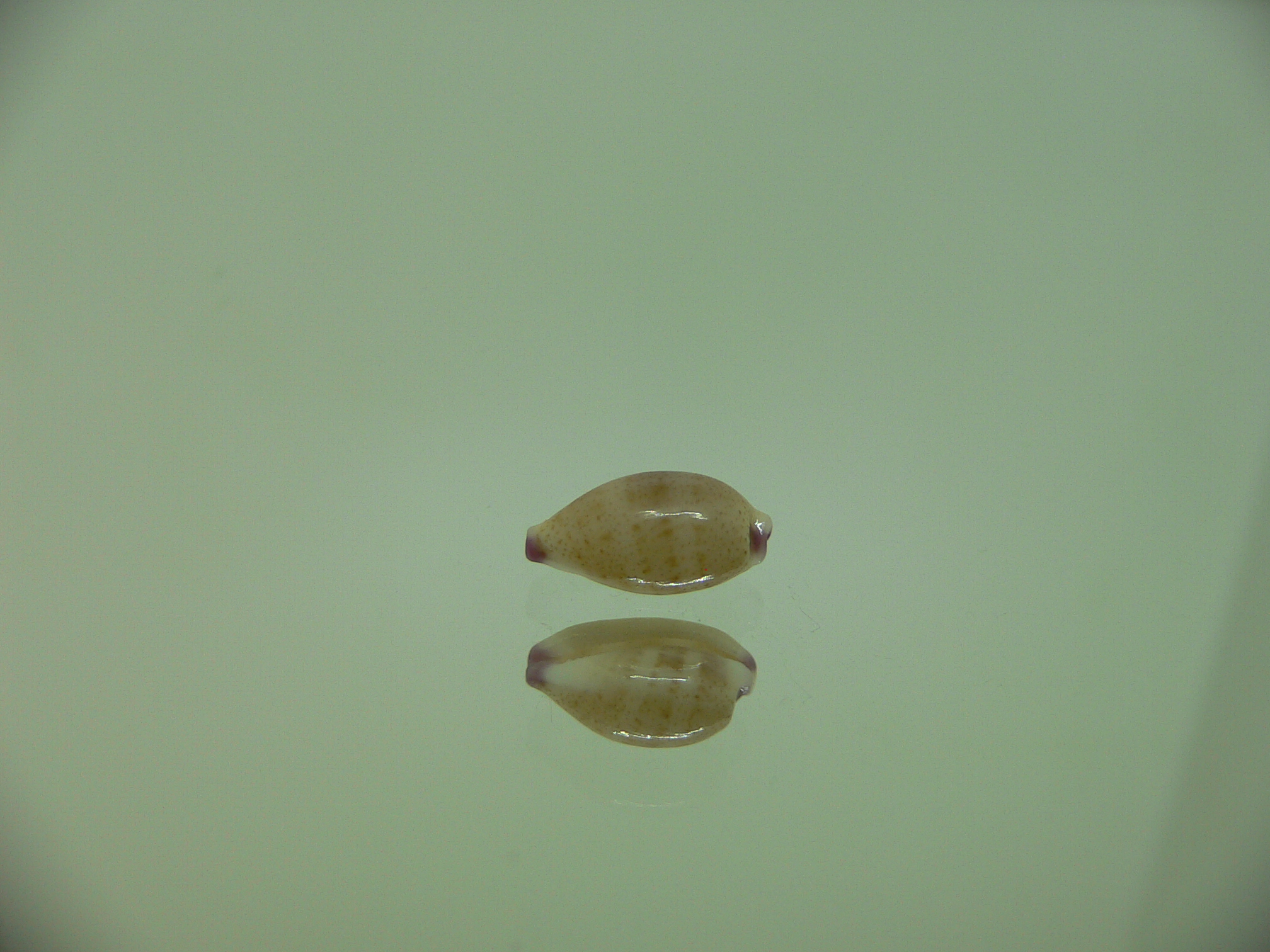 Cypraea microdon microdon 9